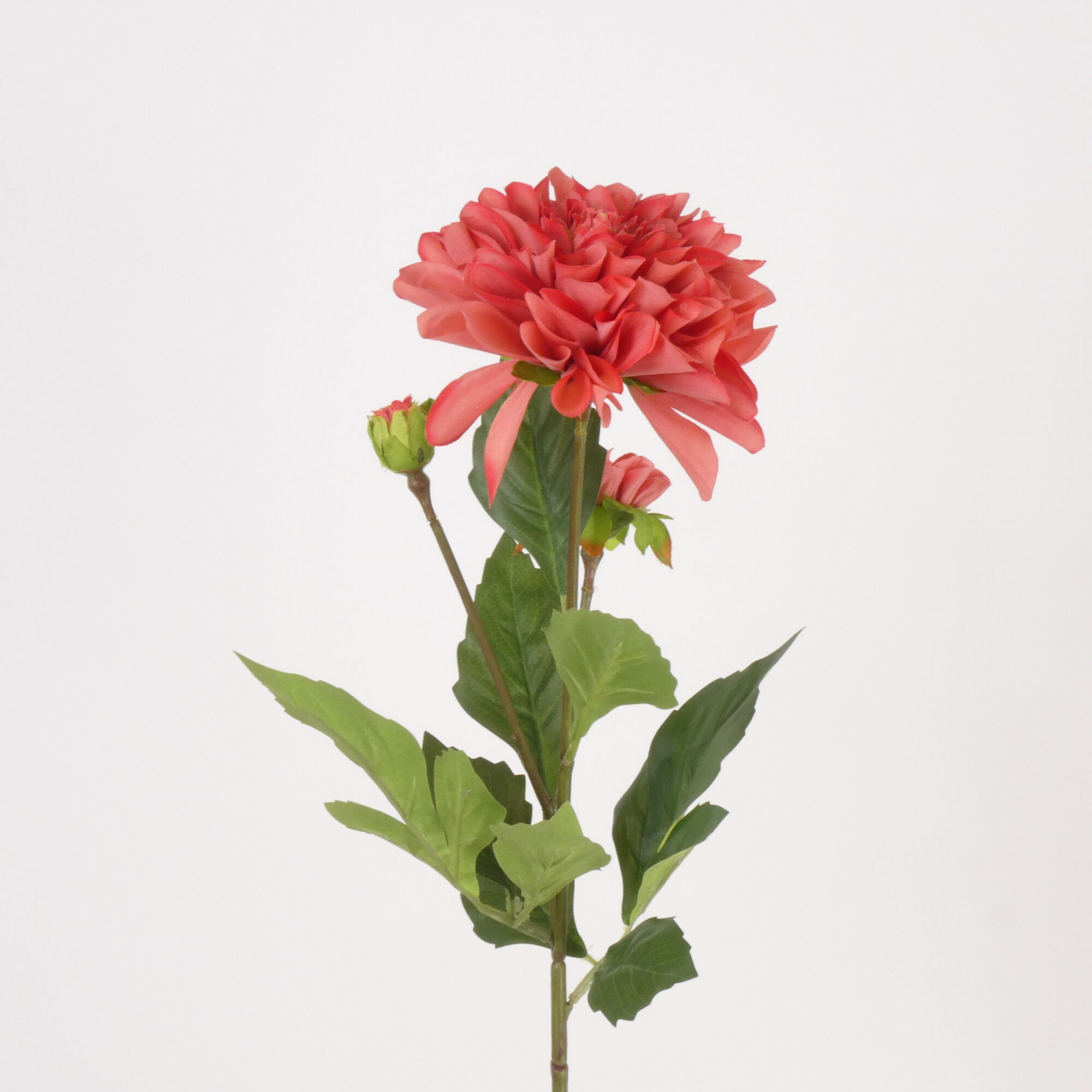 Dahlia Pompon x3 coral