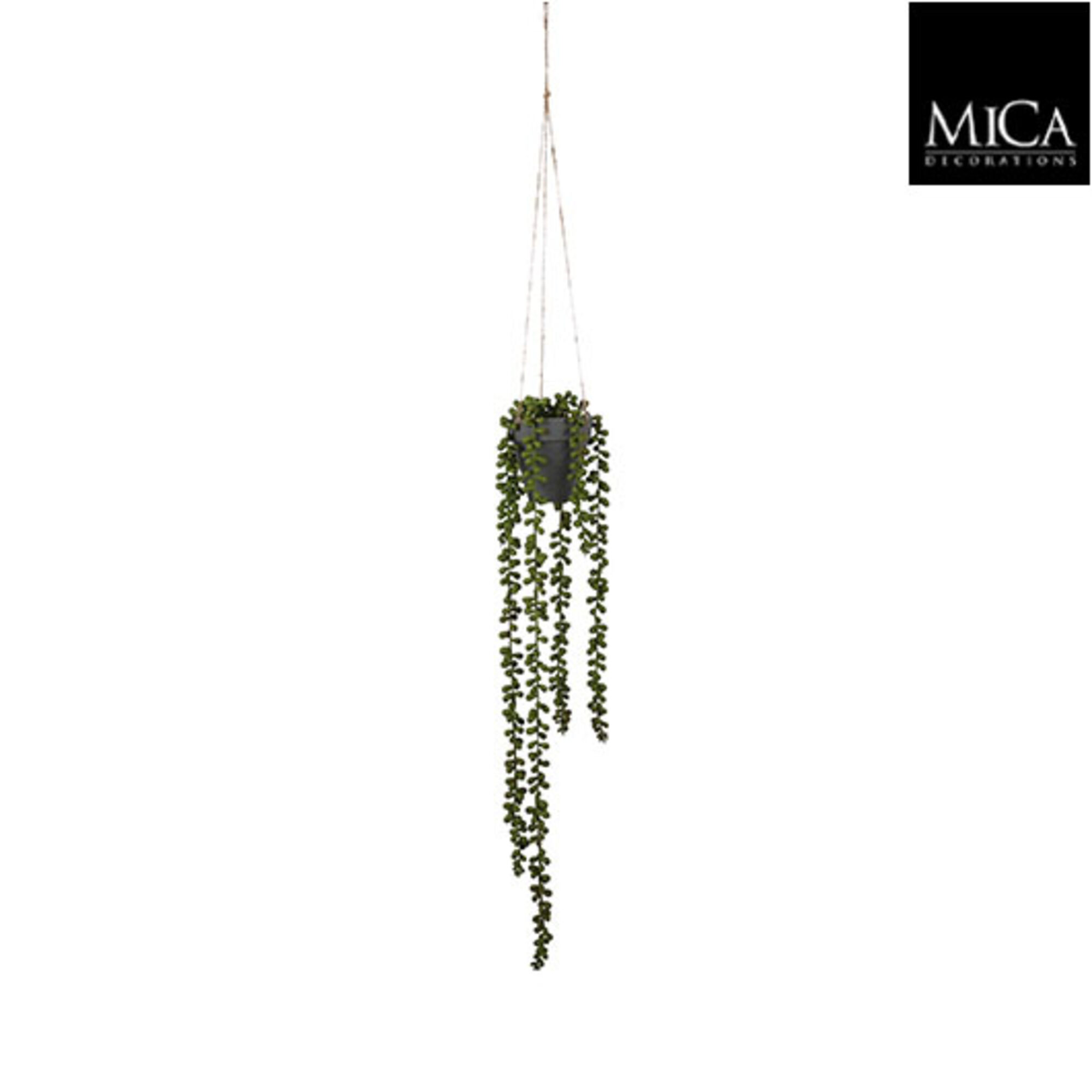 Senecio hangend groen