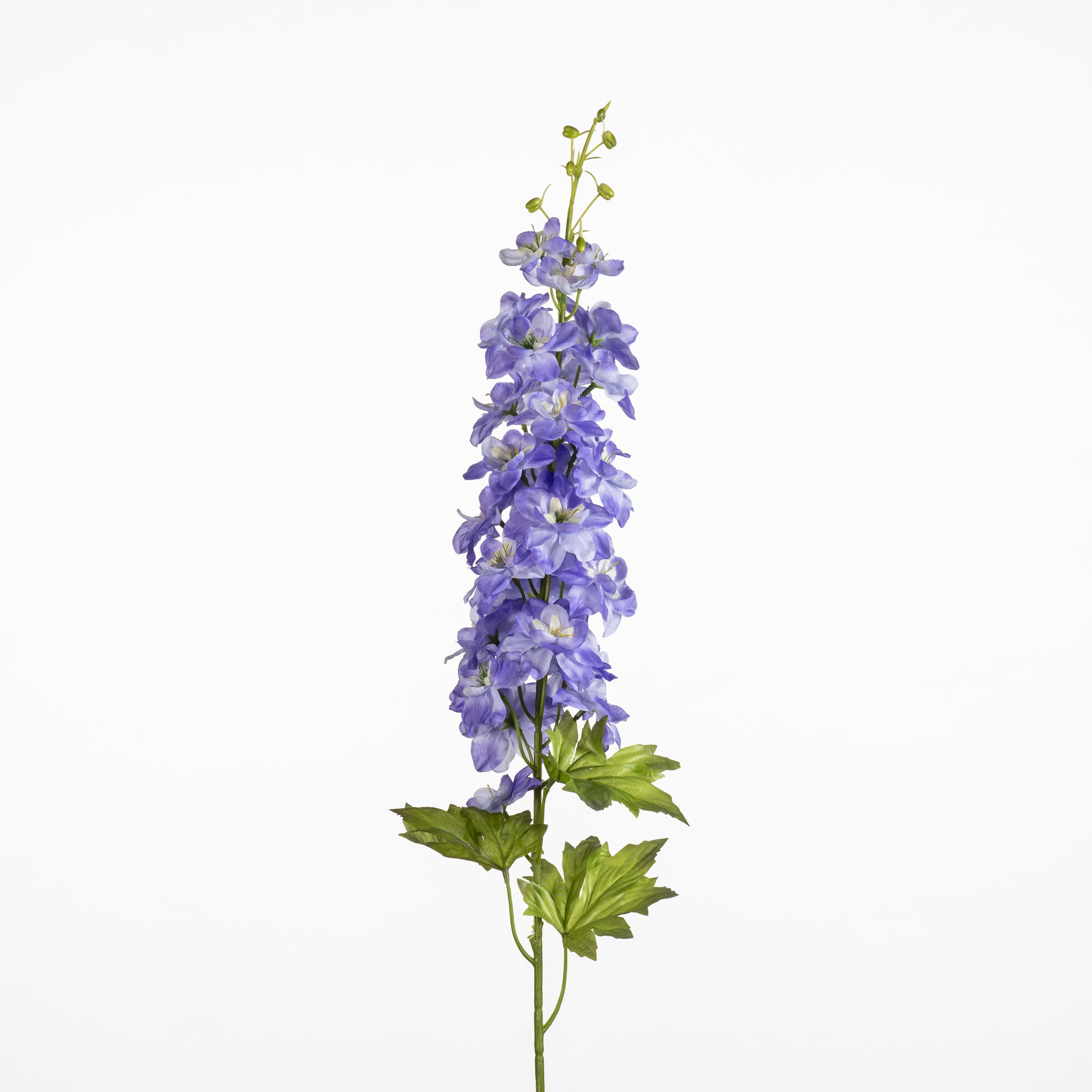 Delphinium - L.blue