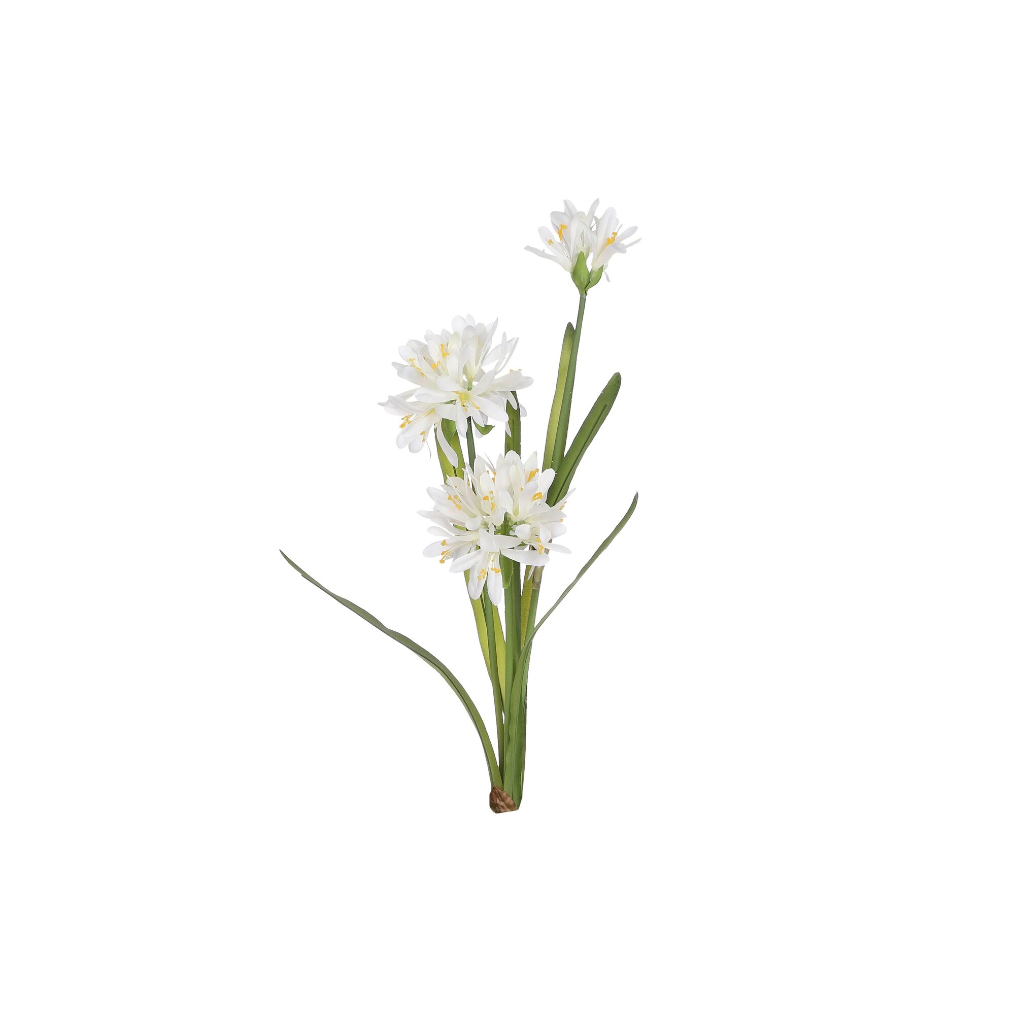 Agapanthus wit