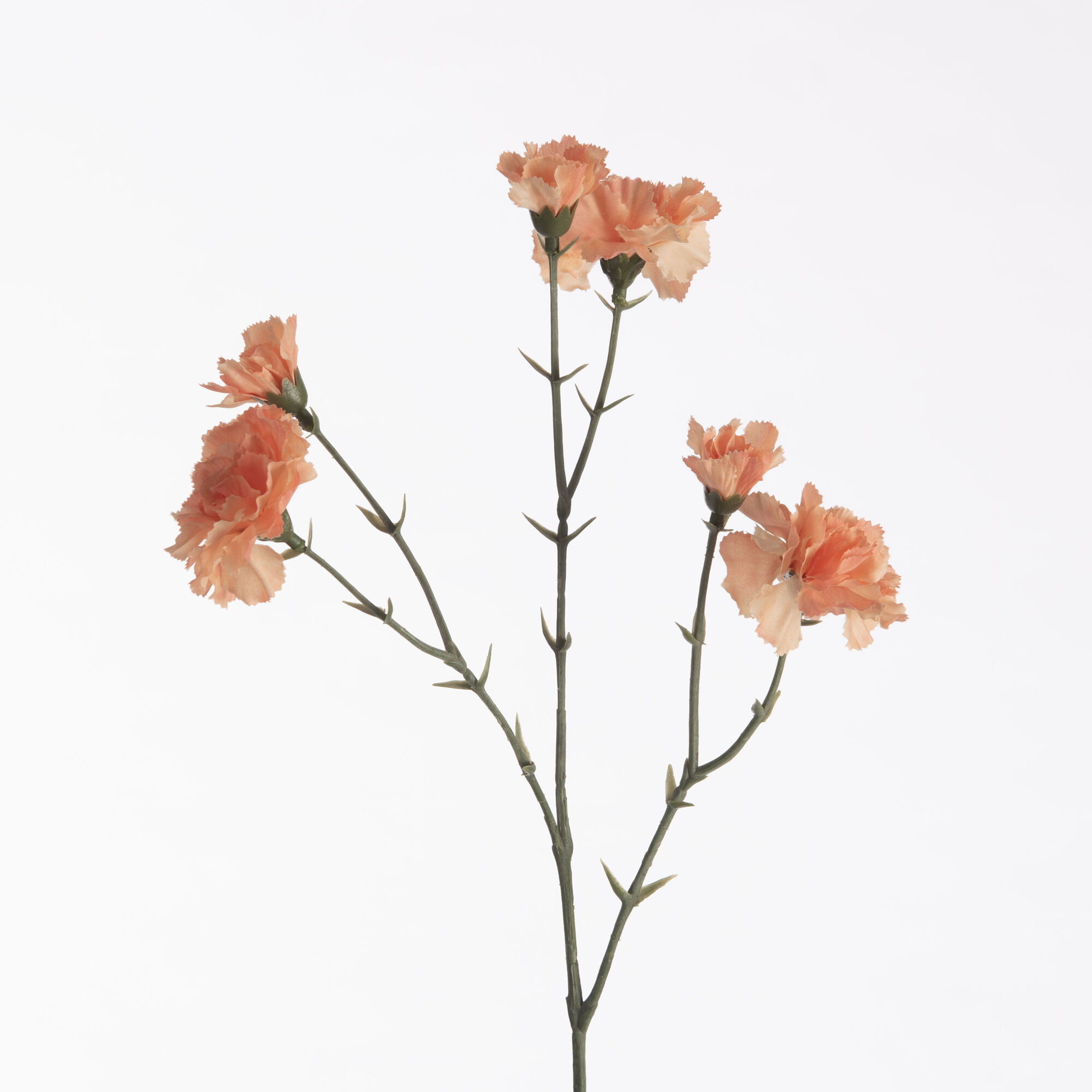 Dianthus x6 - Peach