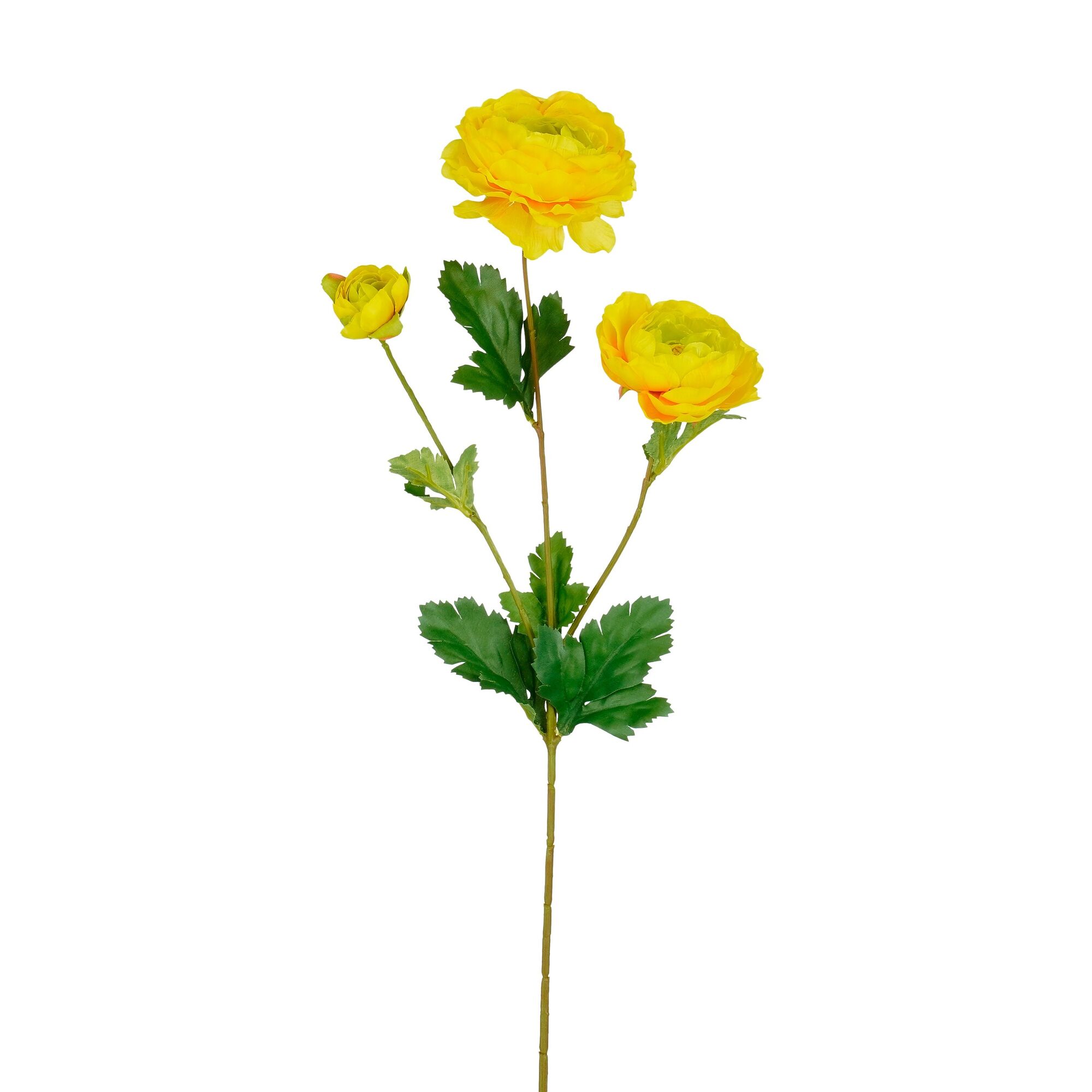 Ranunculus geel