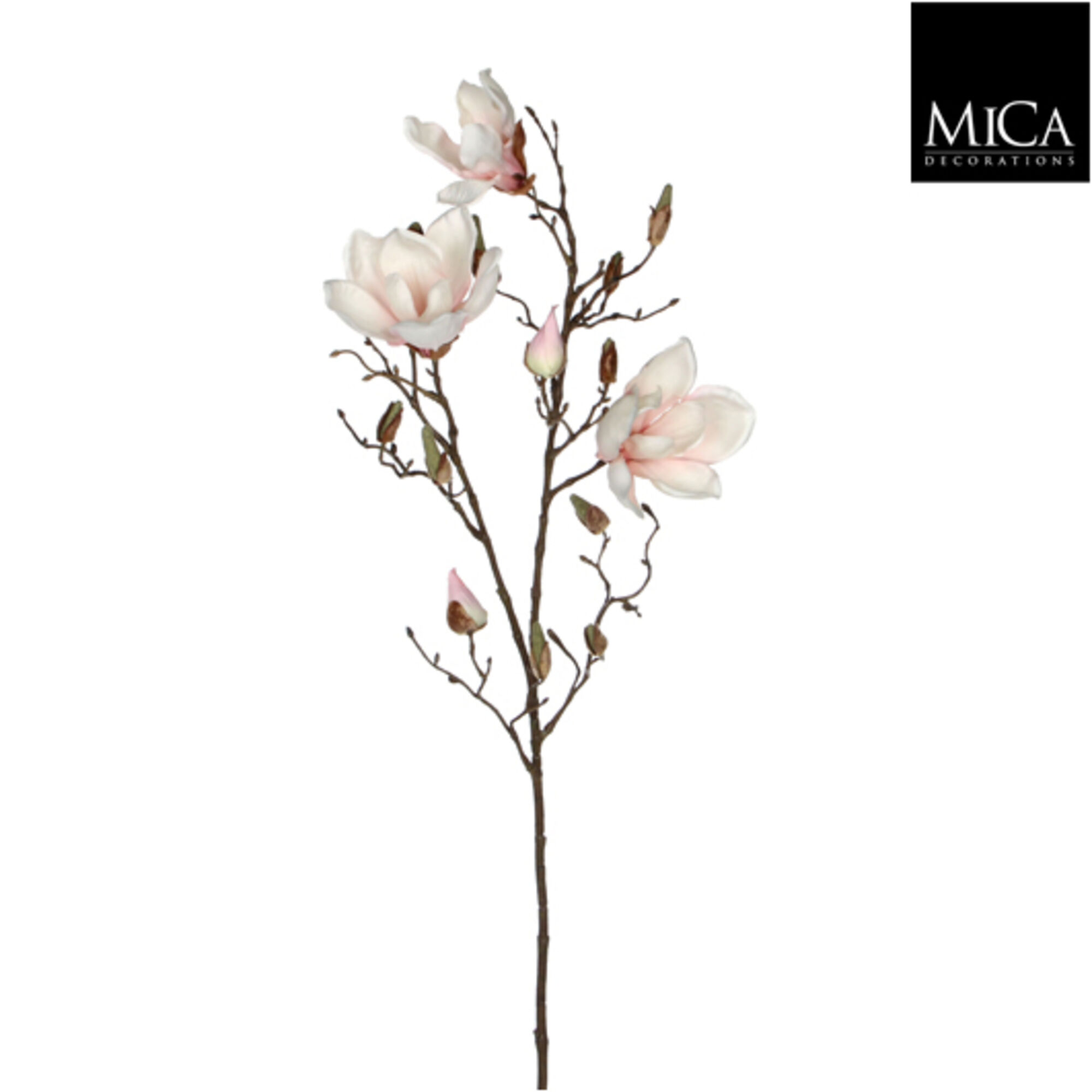 Magnolia l.roze