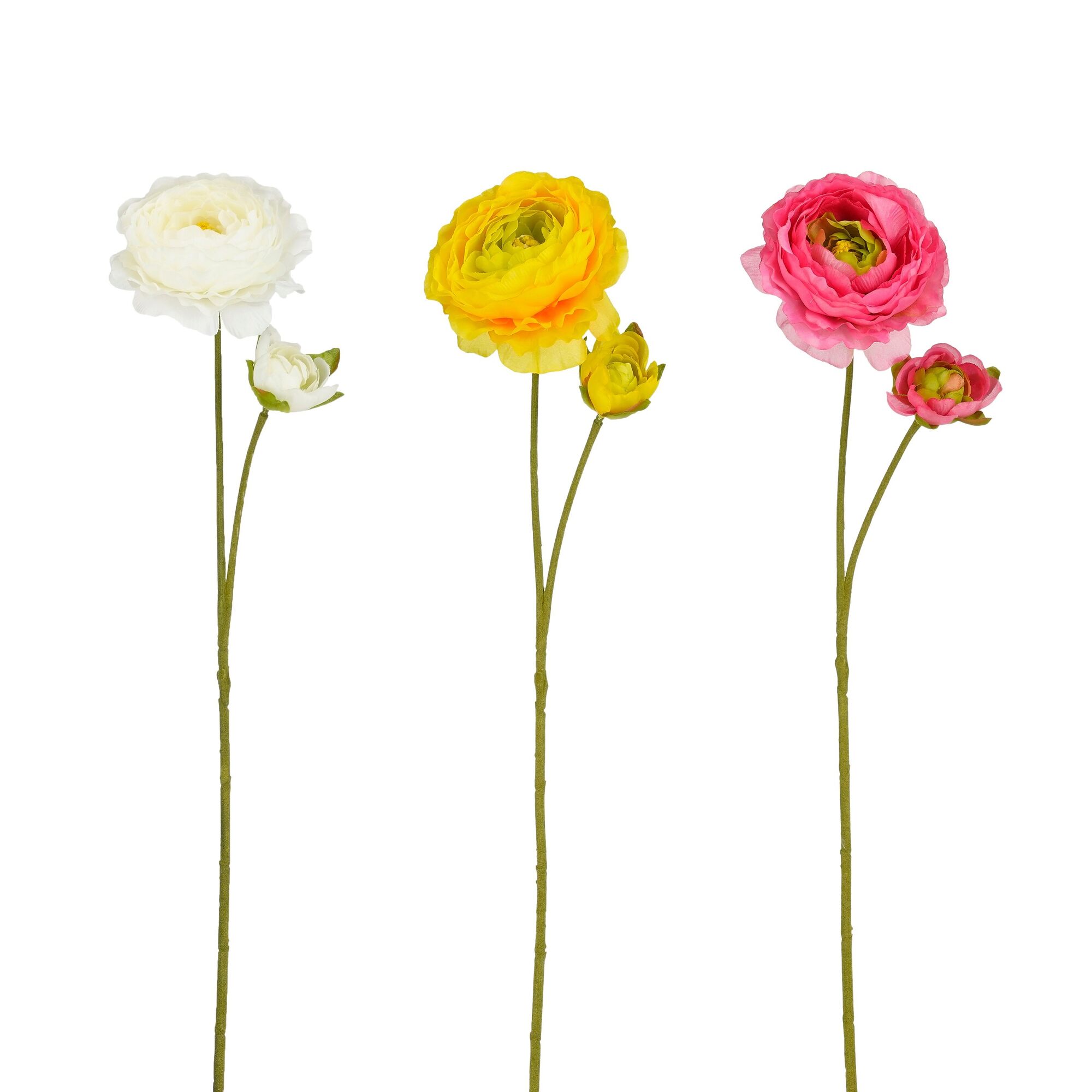 Ranunculus creme fuchsia 3 assorti Leafless