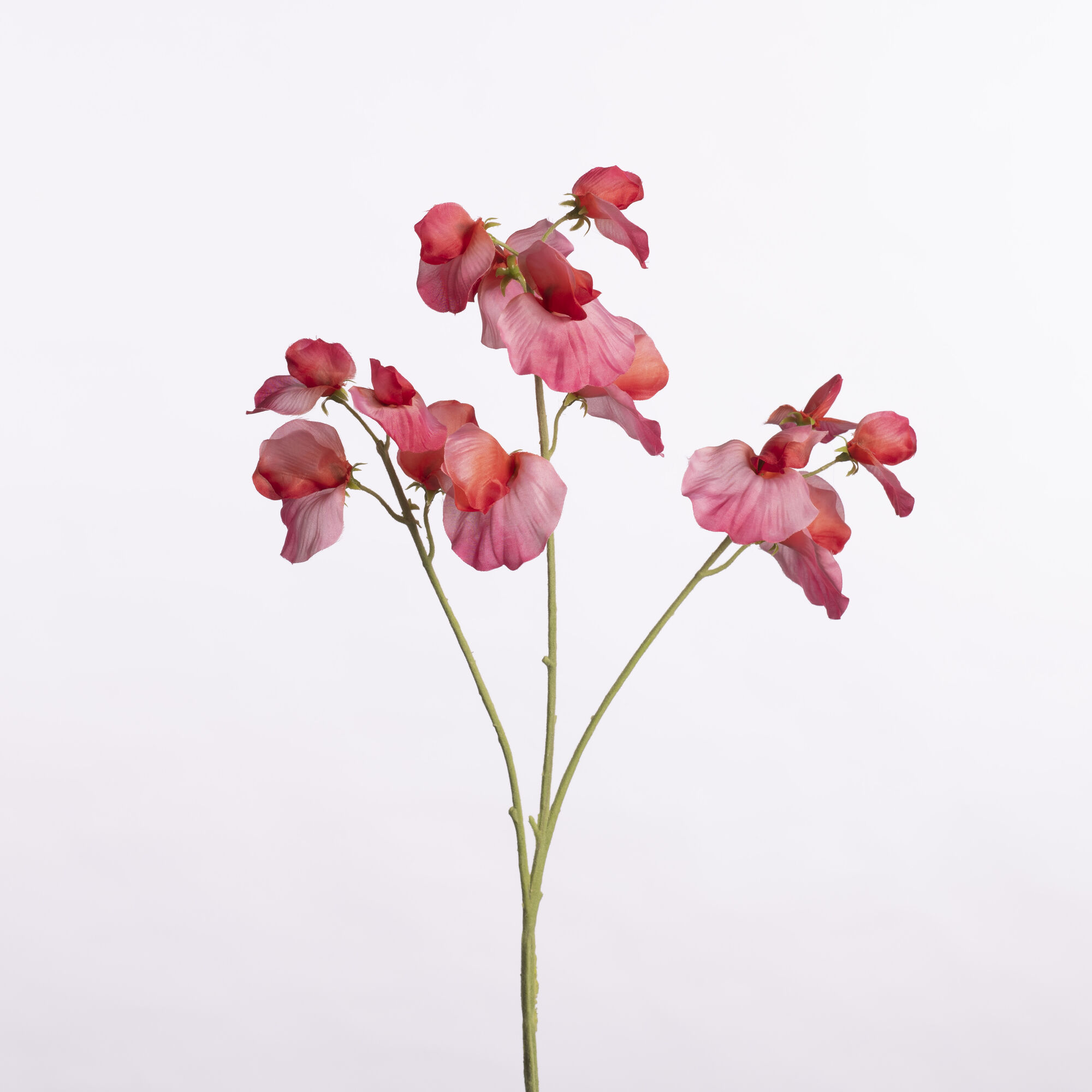 Lathyrus Spray x3 - Fuchsia