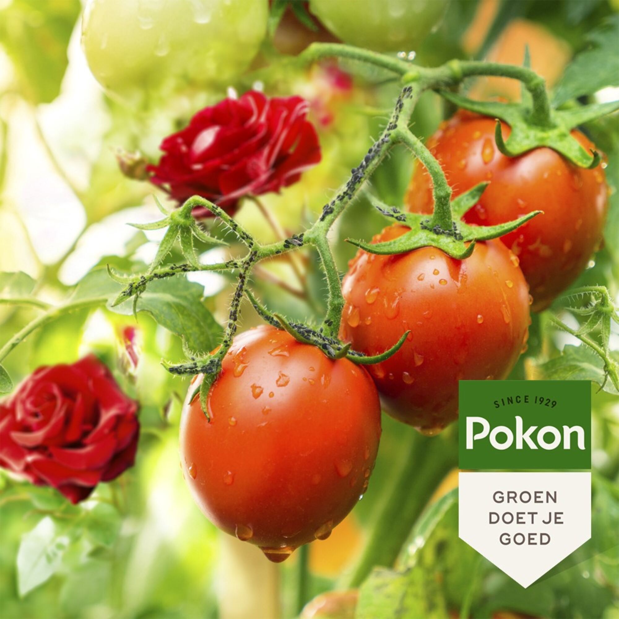Pokon Bio tegen Hardnekkige Insecten Concentraat