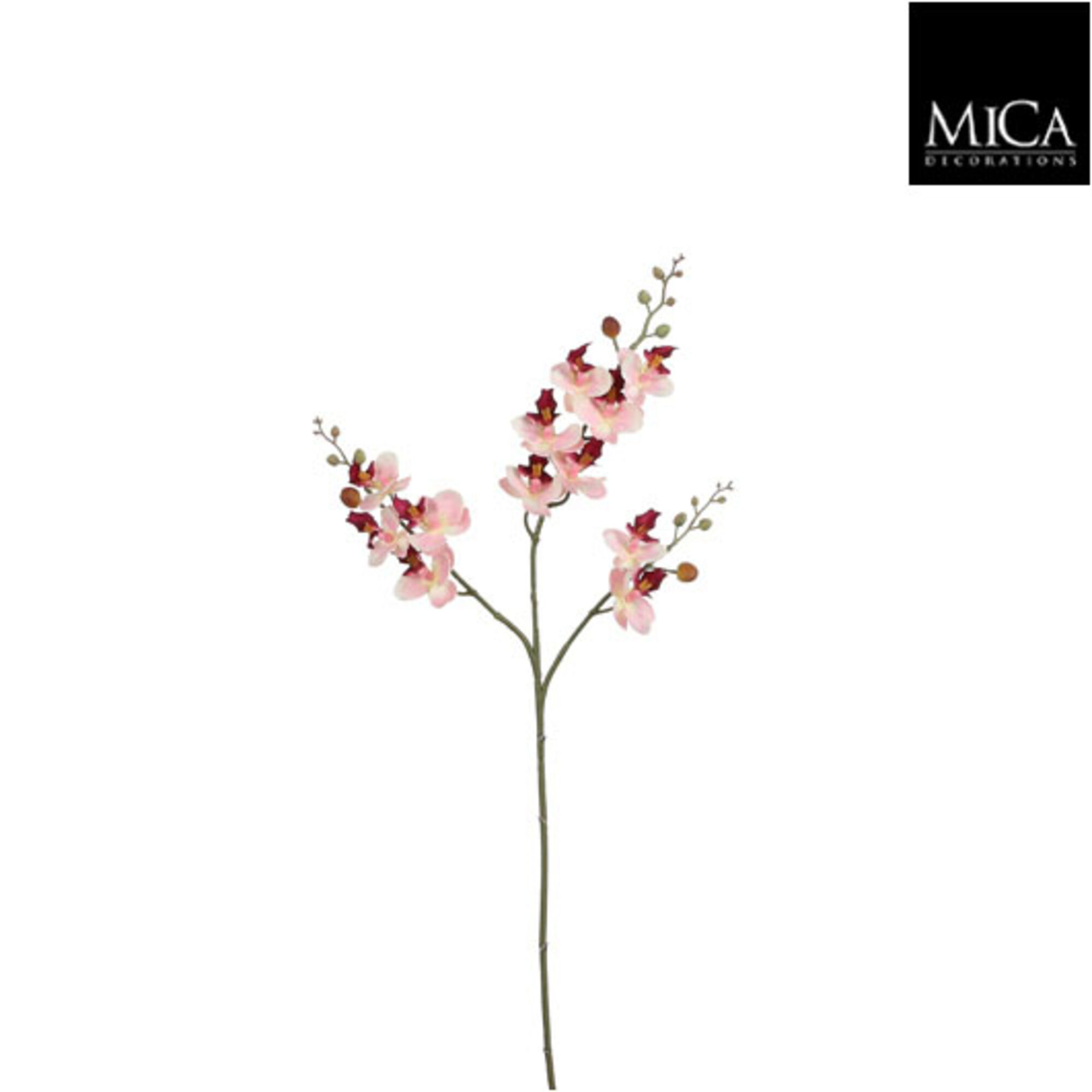 Phalaenopsis roze