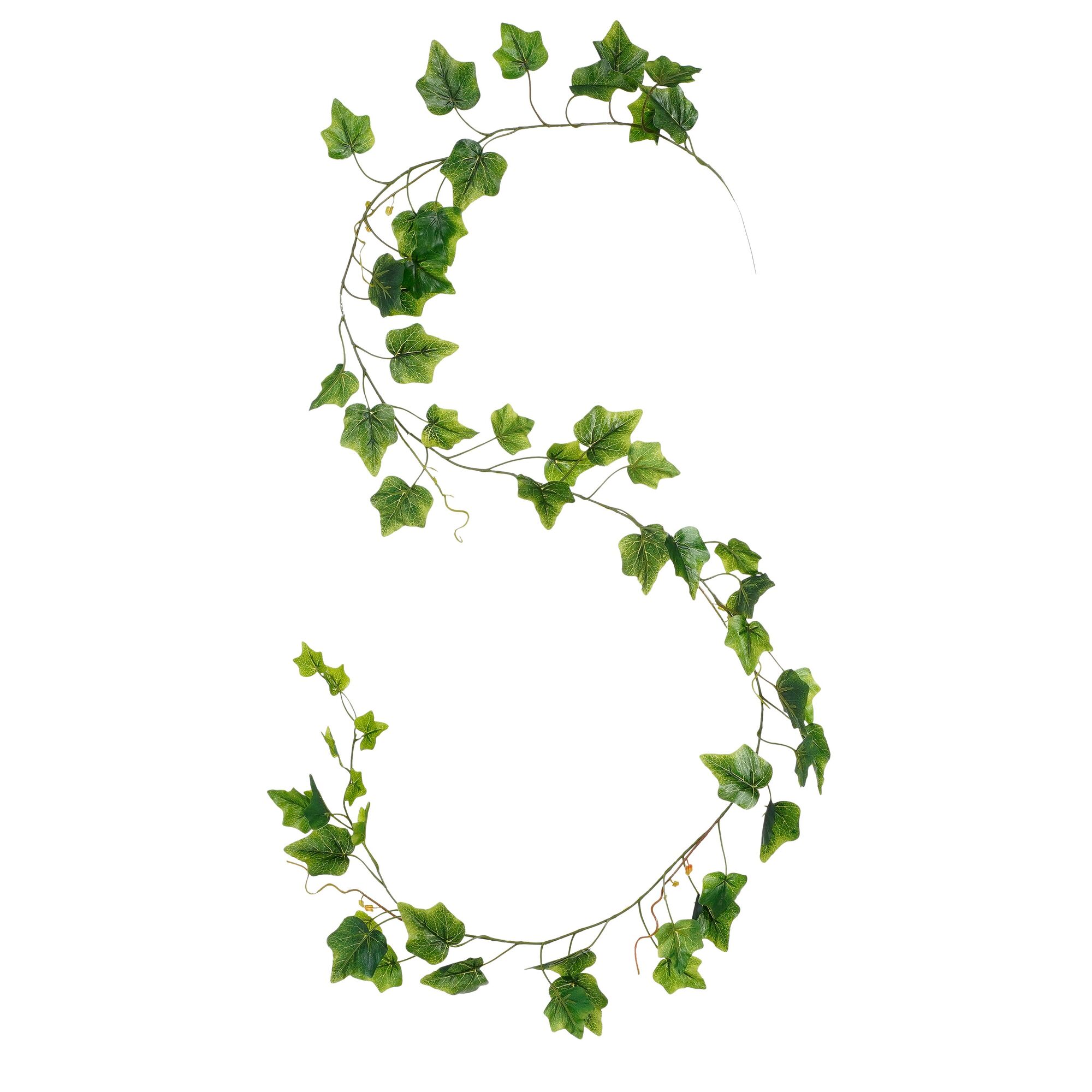 Slinger hedera groen