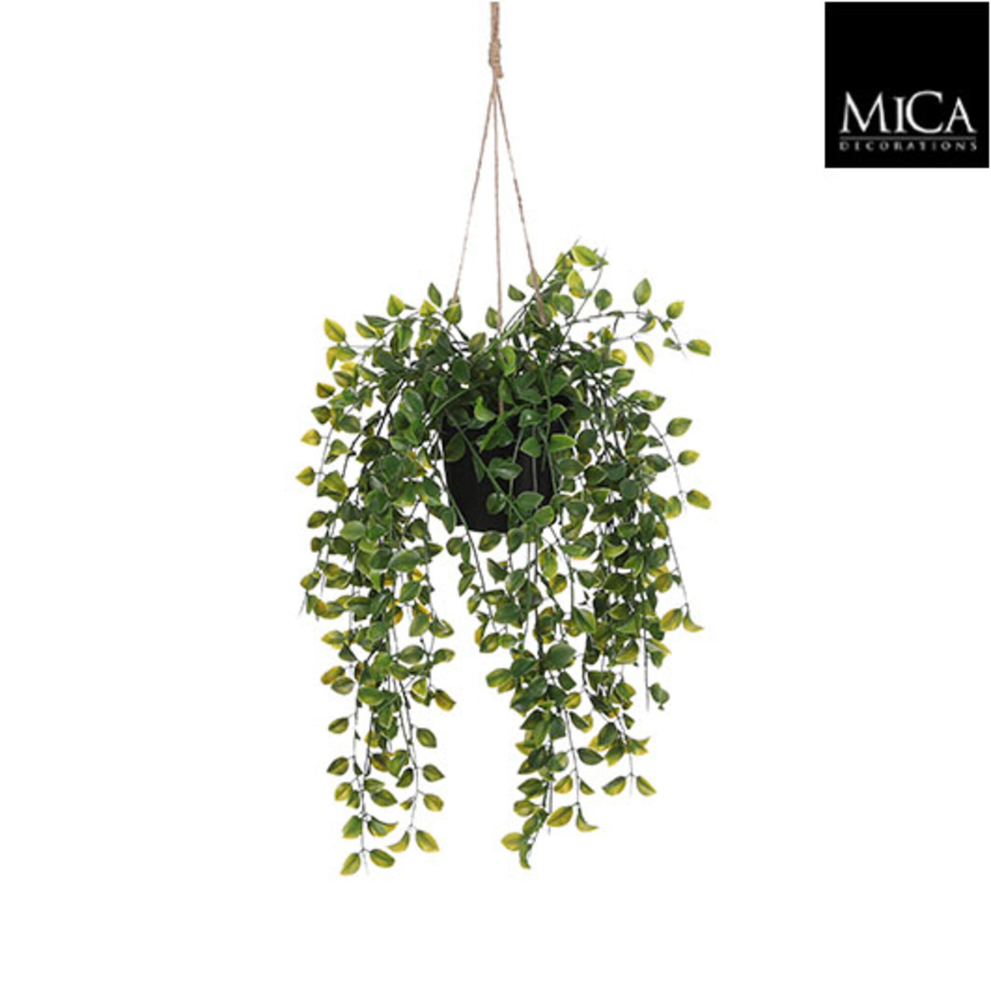 Ficus hangend in pot groen