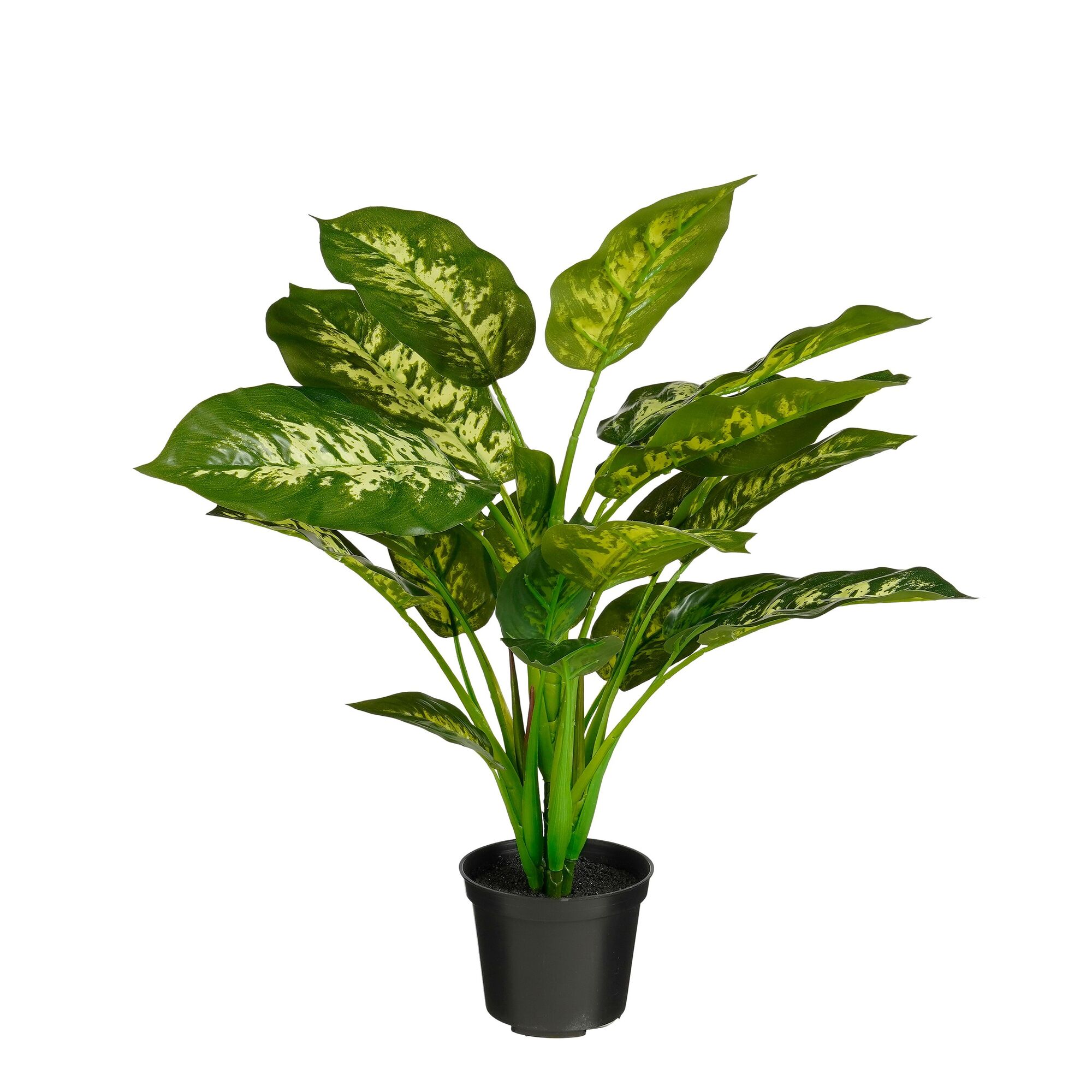 Dieffenbachia in pot groen