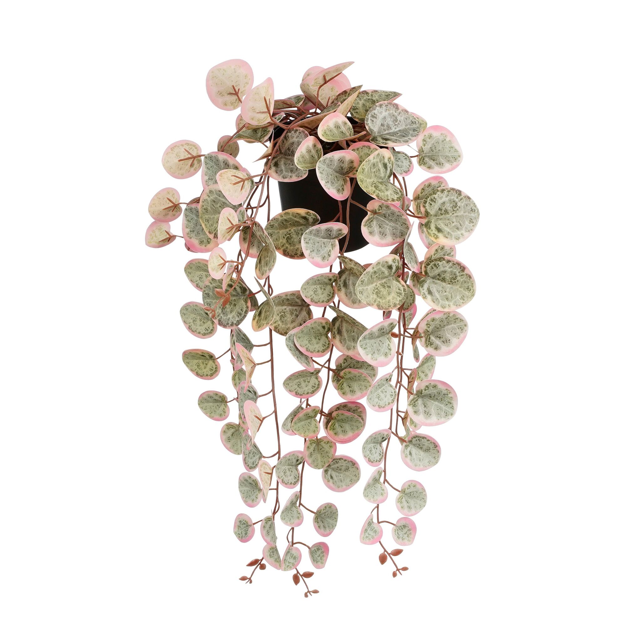 Ceropegia woodii hangend in pot roze