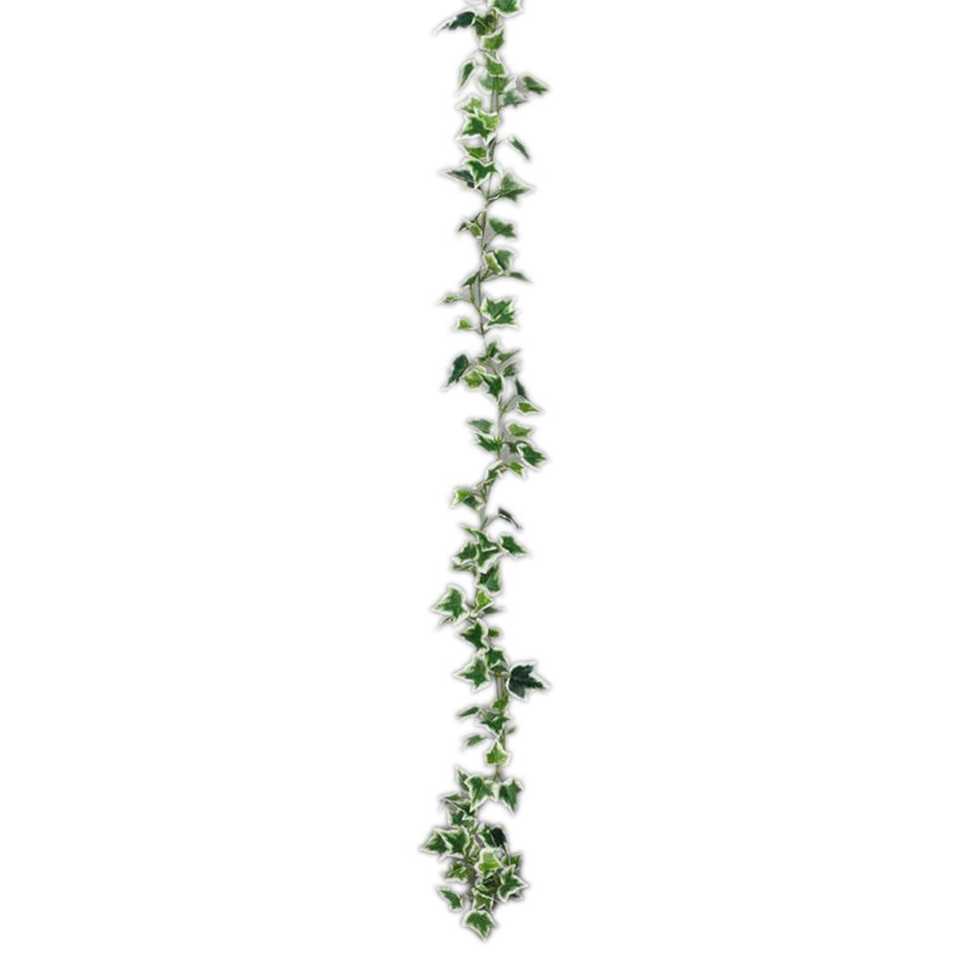 Slinger hedera l.groen    white