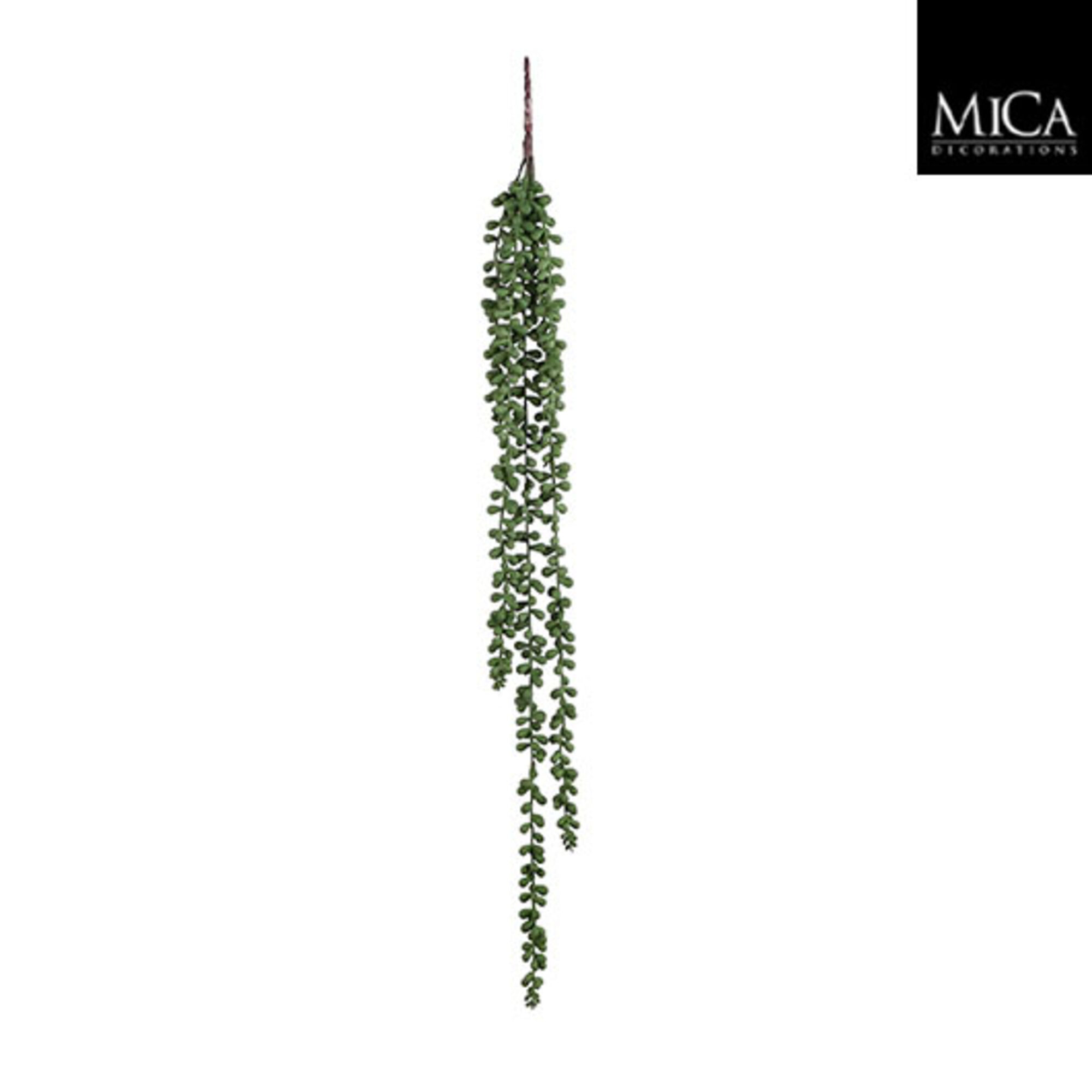 Senecio hangend groen