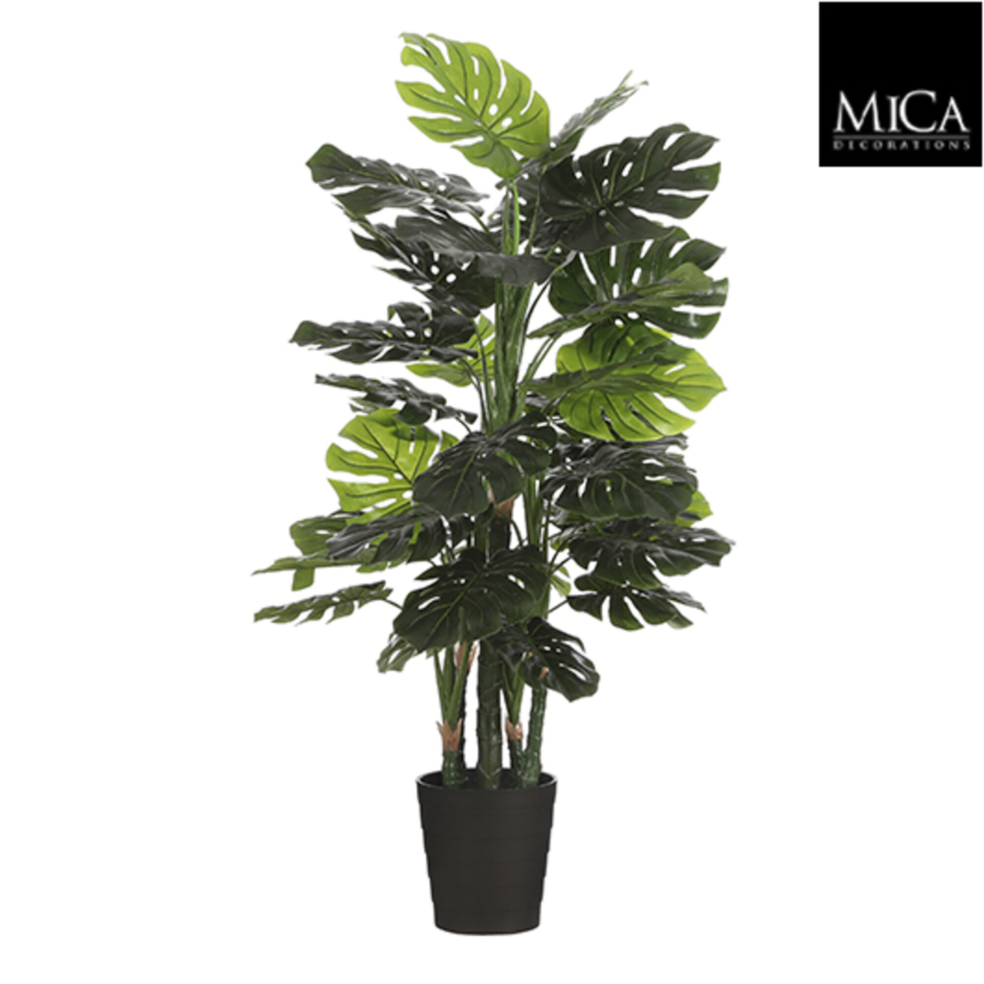 Monstera in plastic pot groen