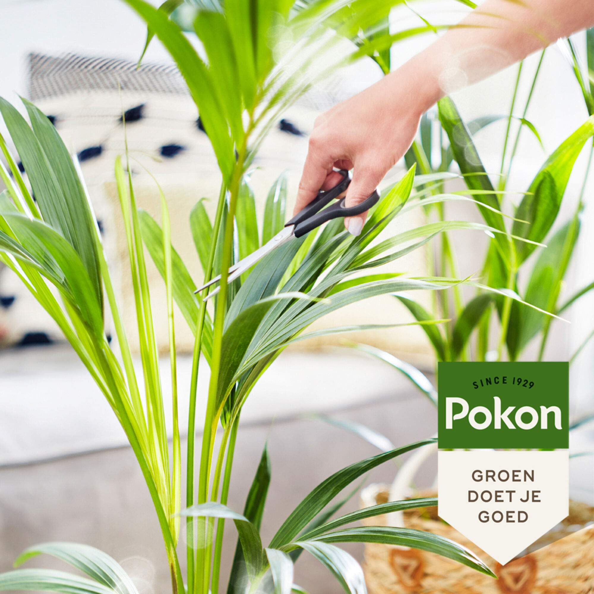 Pokon Bio Palm Voeding