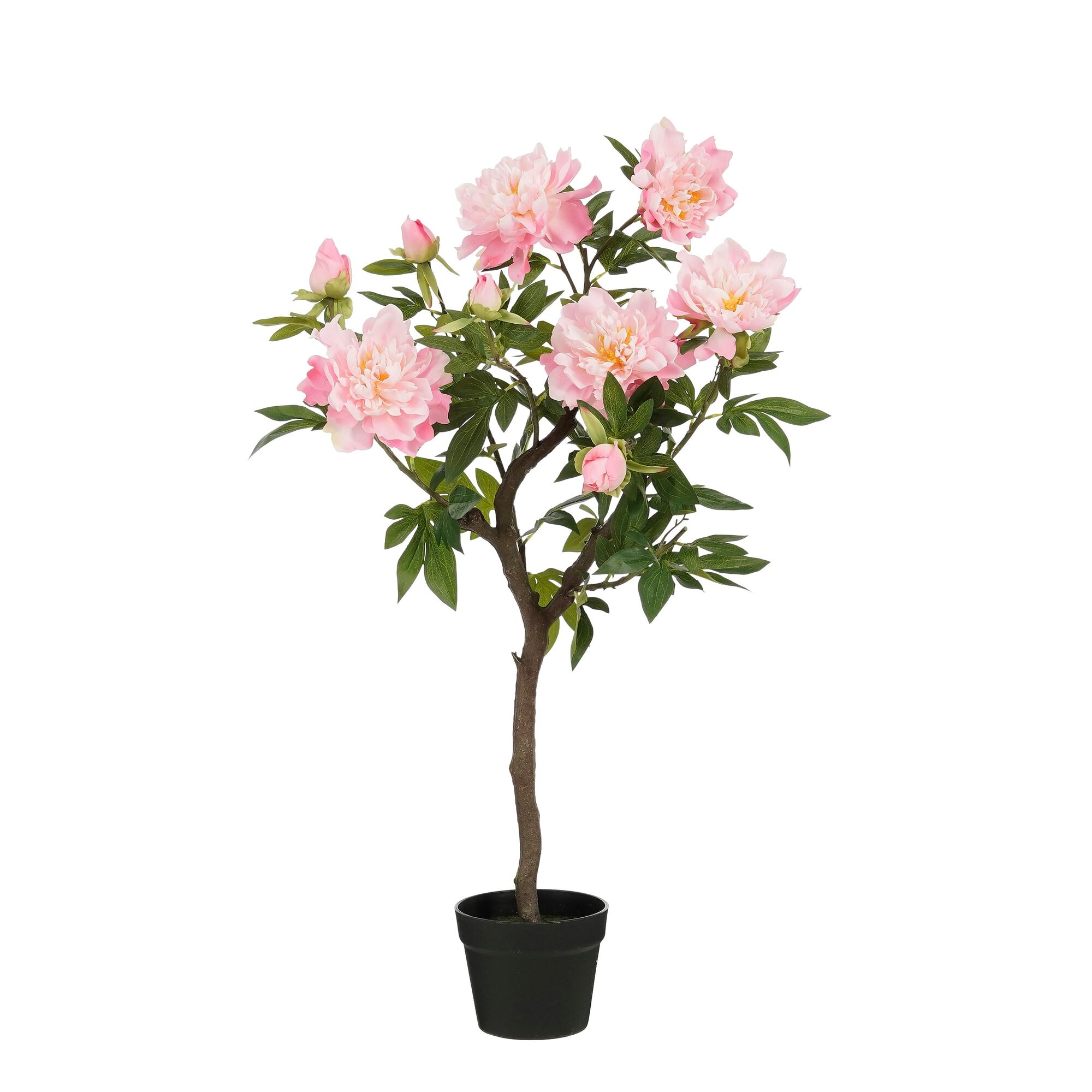 Pioen in pot roze