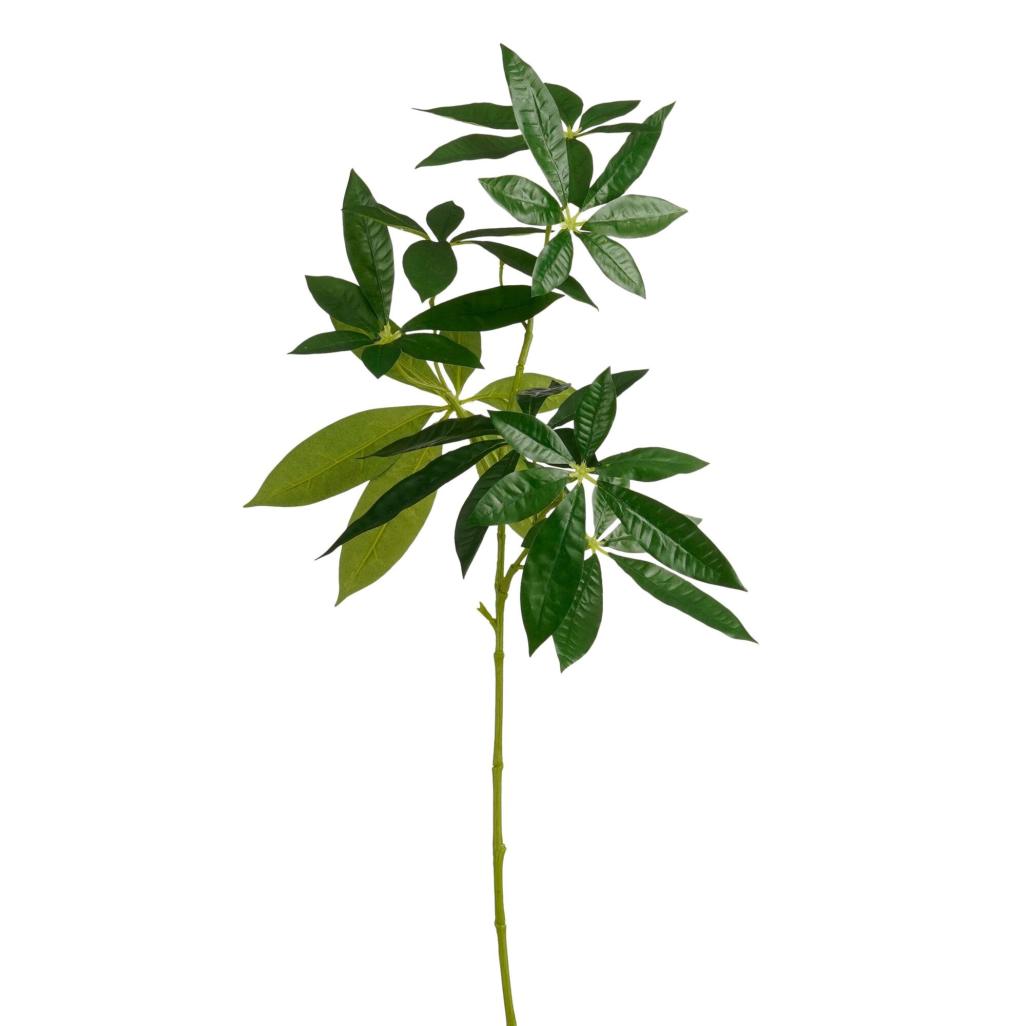 Pachira groen