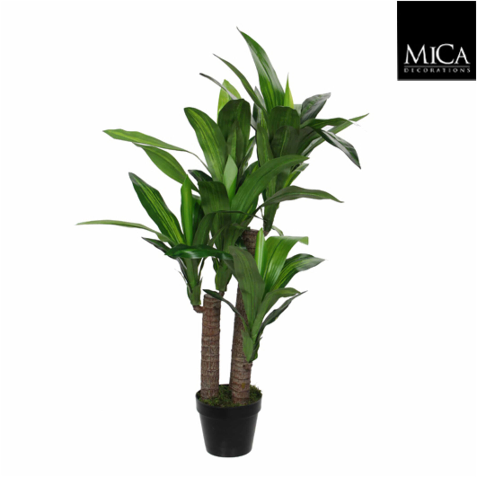 Dracaena in pot groen