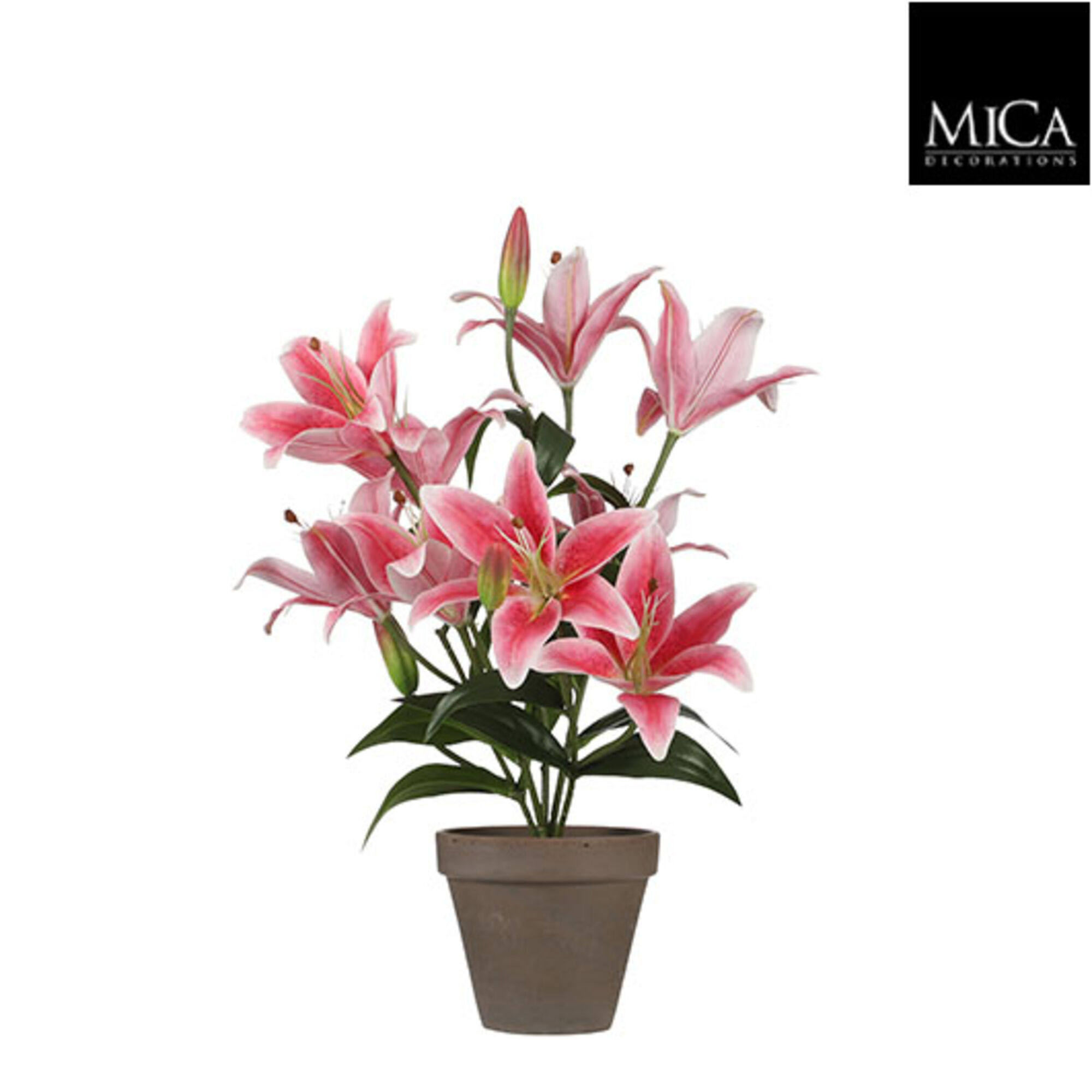 Tijgerlelie fuchsia in pot Stan grey d13,5cm