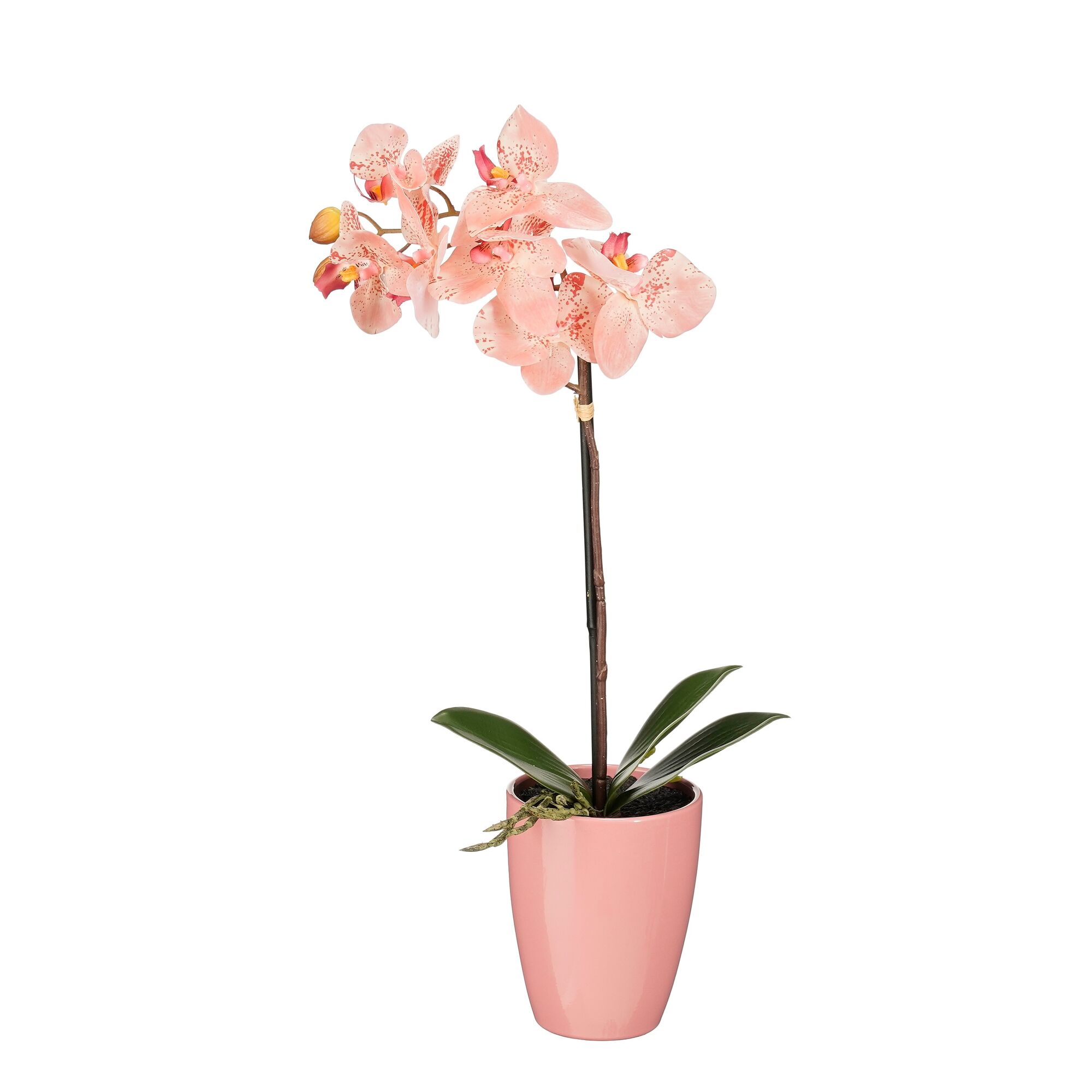 Phalaenopsis perzik in pot Tusca roze d10cm