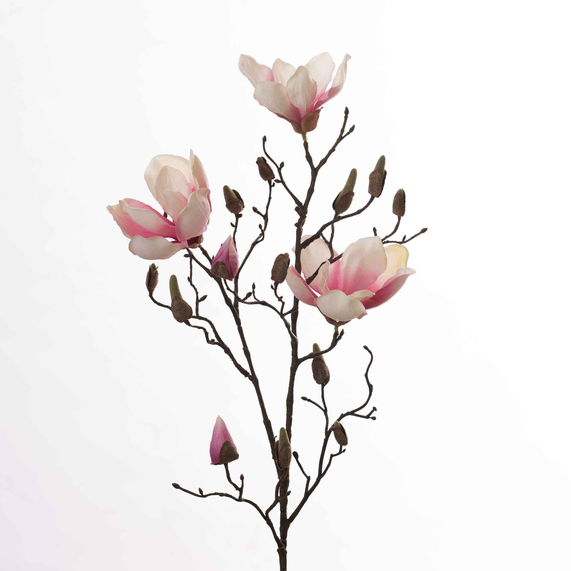 Magnolia - Cream/Pink