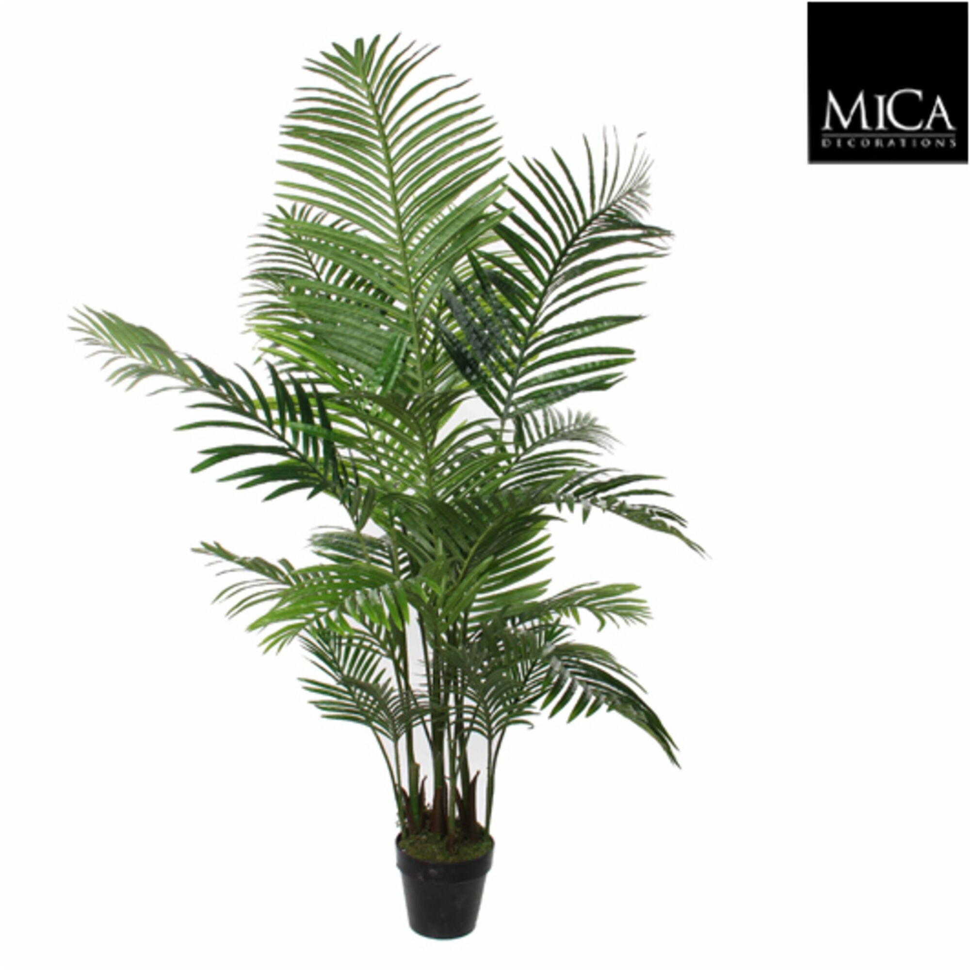 Areca palm in pot groen