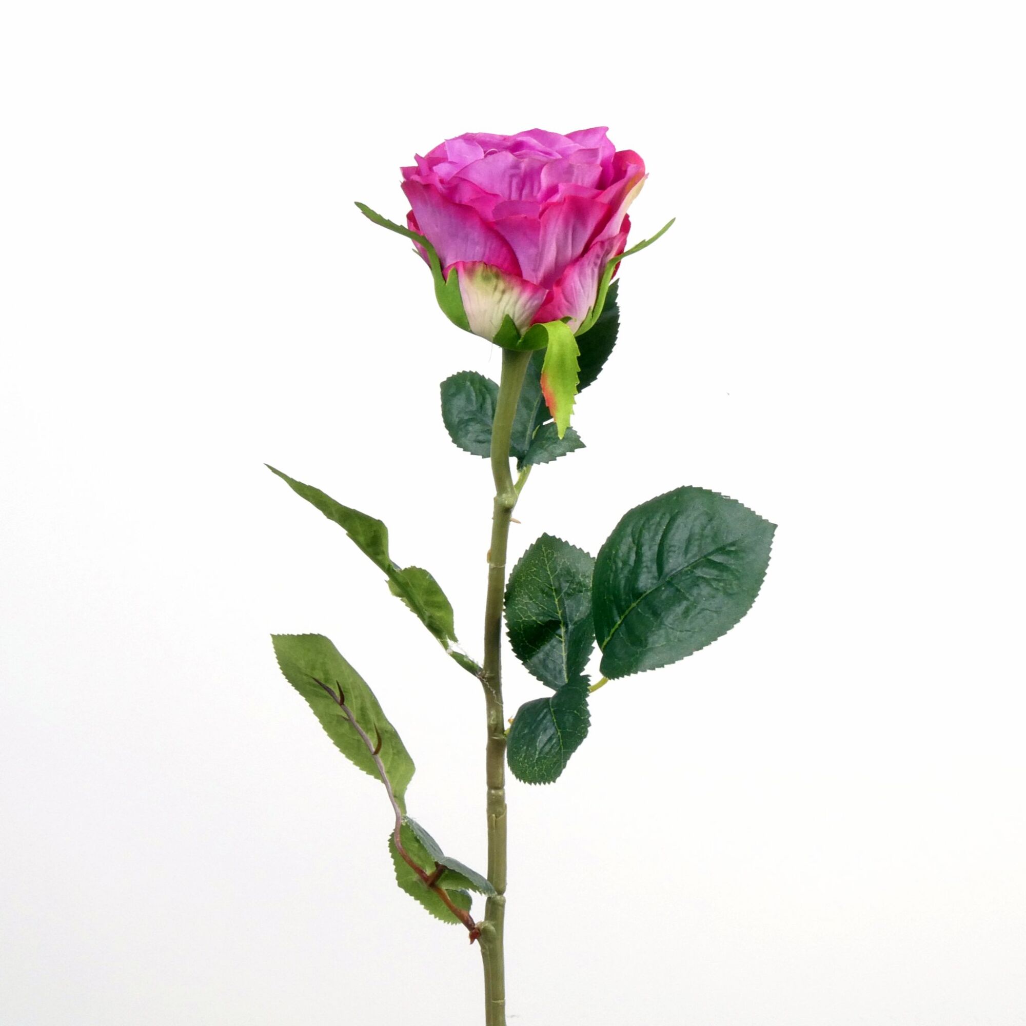 Rosa - Purple