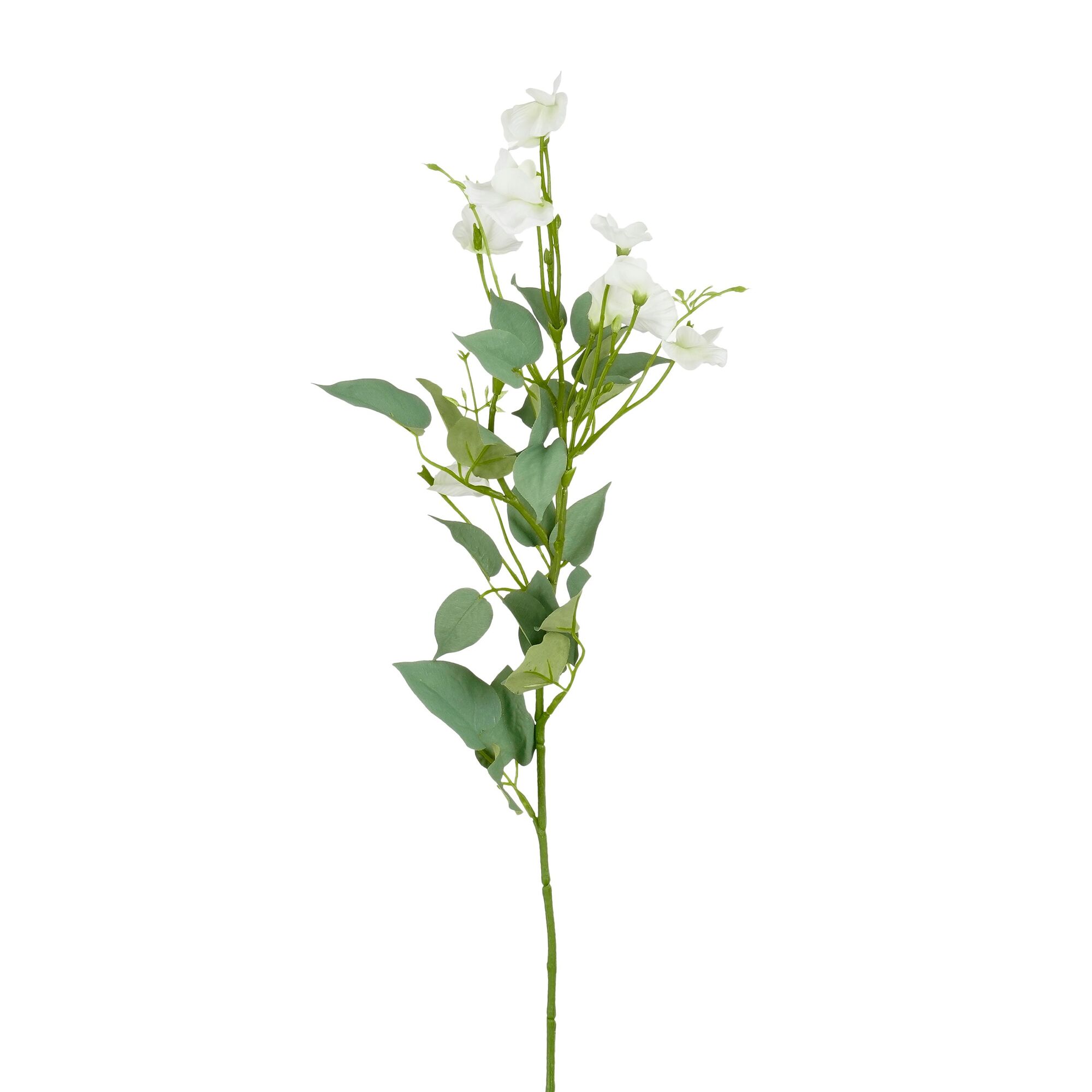 Lathyrus creme