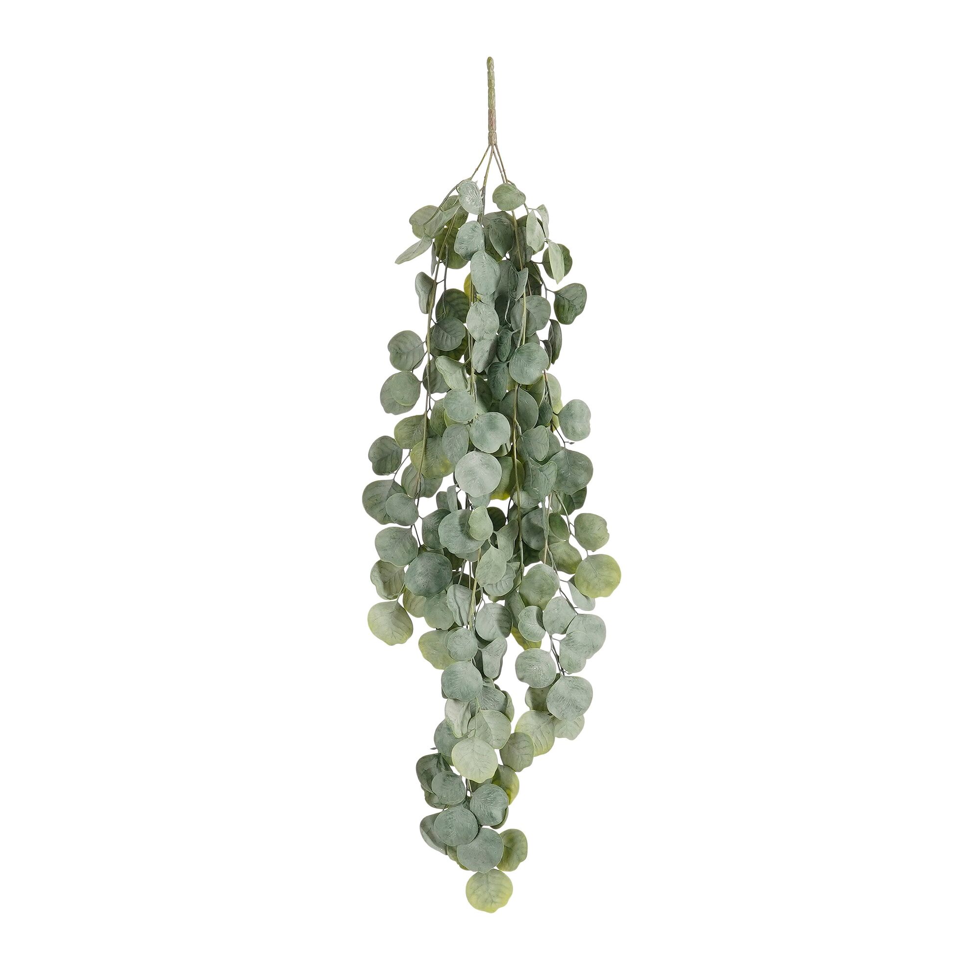 Hoya hangend groen