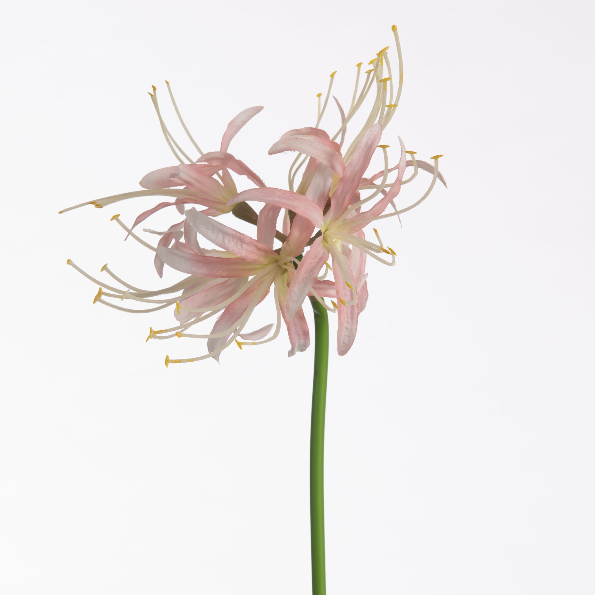 Nerine - L.Pink