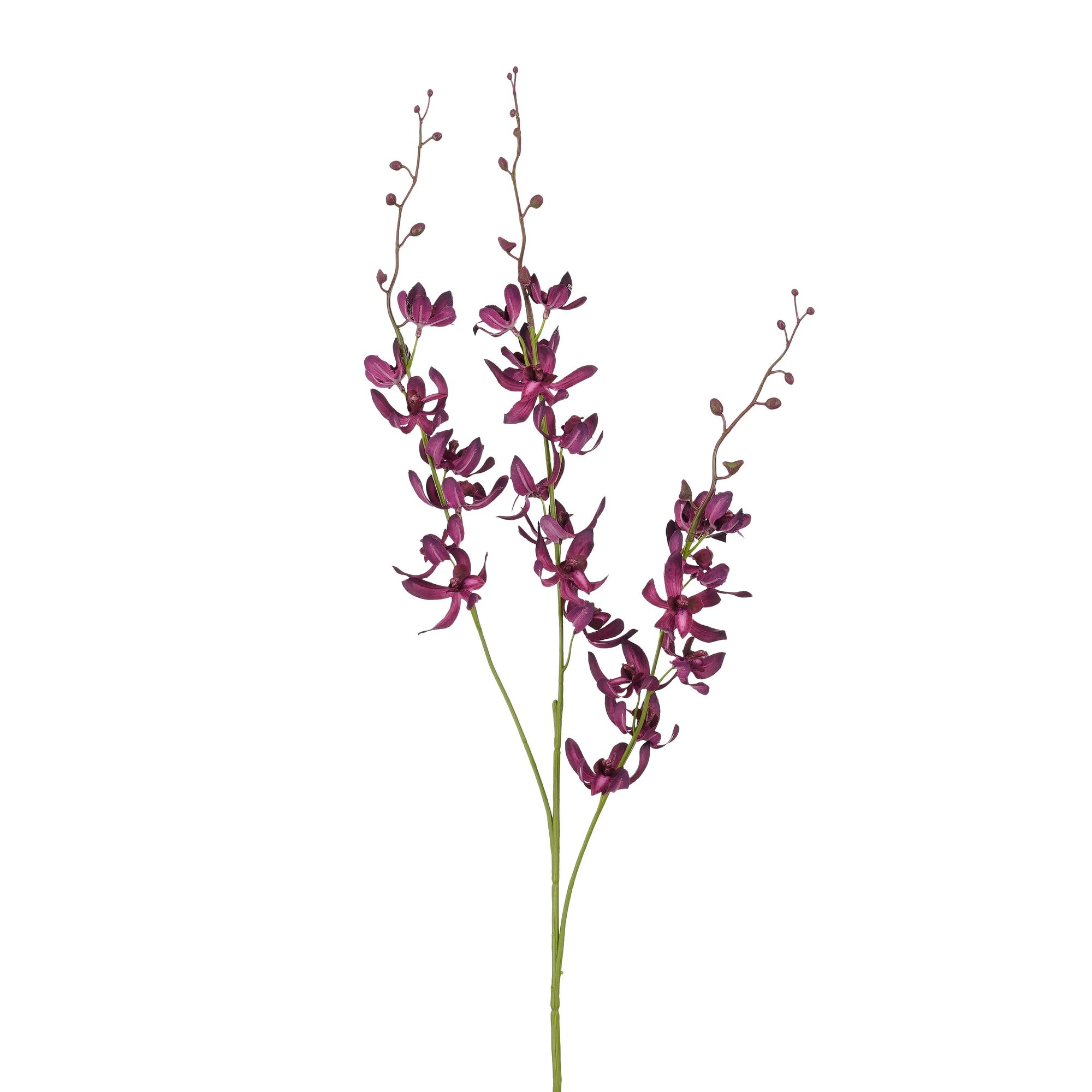 Orchidee paars