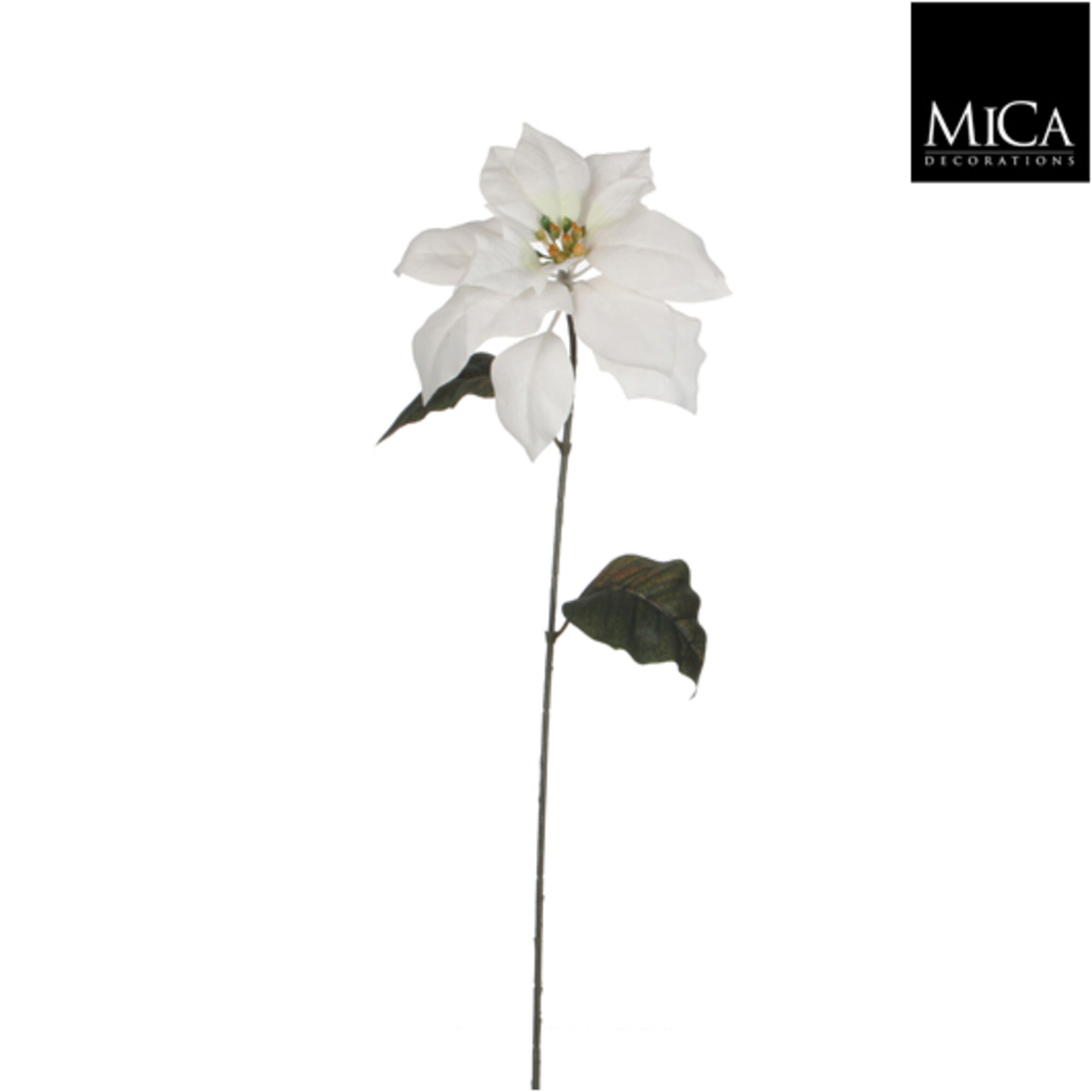 Poinsettia wit
