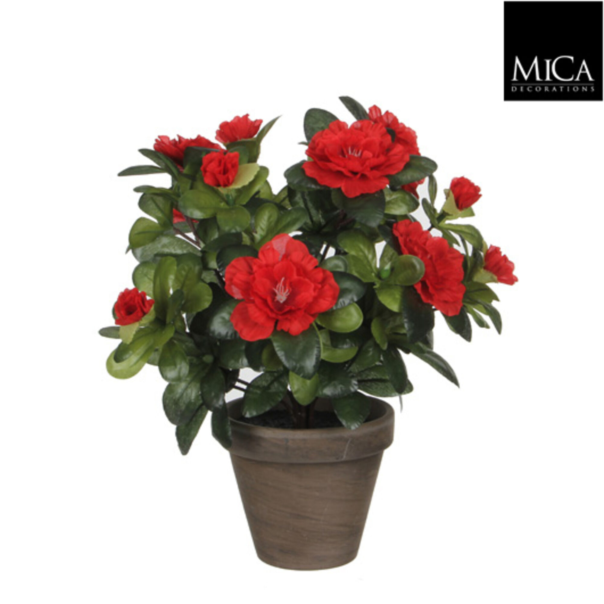 Azalea rood in pot Stan grijs d11,5cm