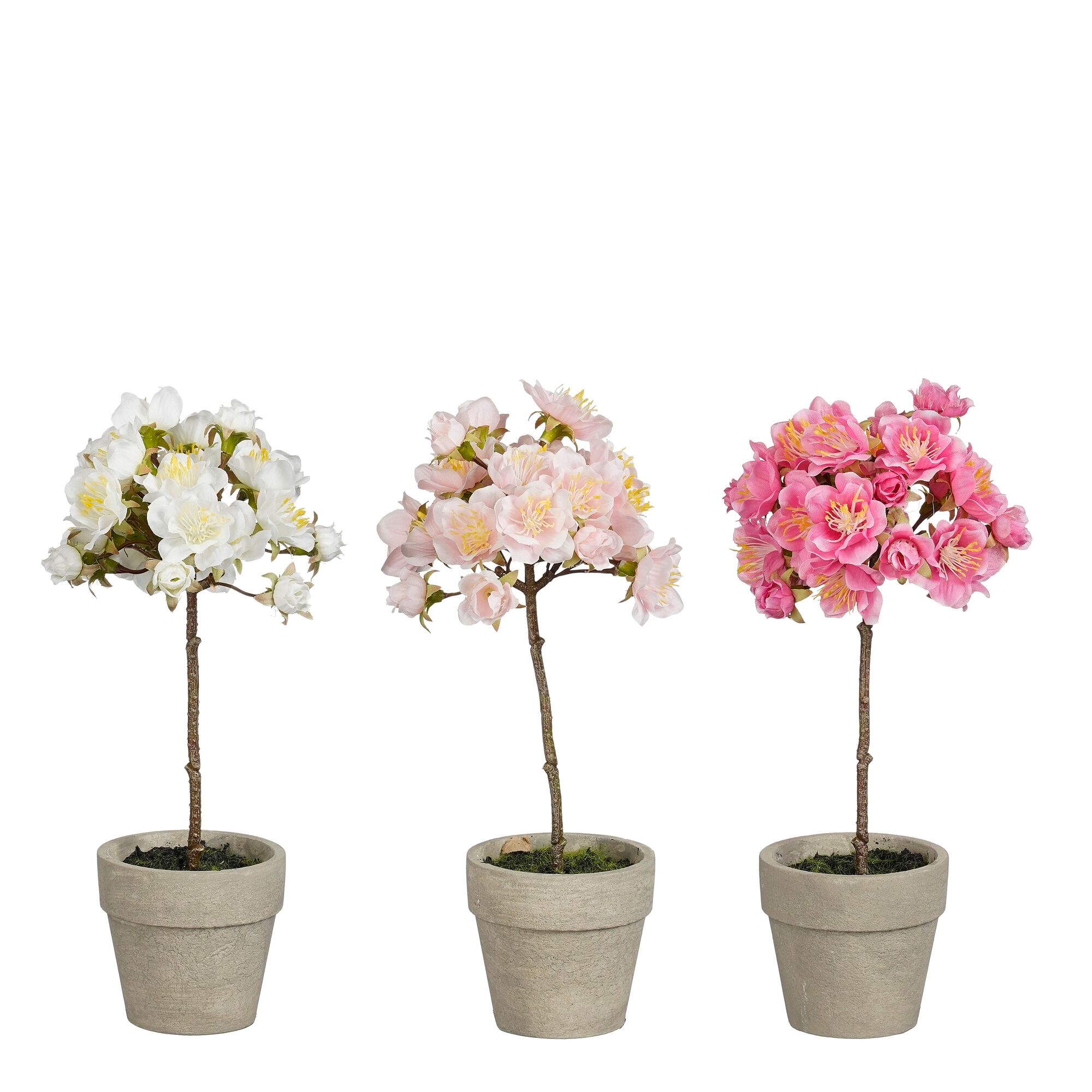 Kersenbloesem in pot roze wit d.roze 3 assorti
