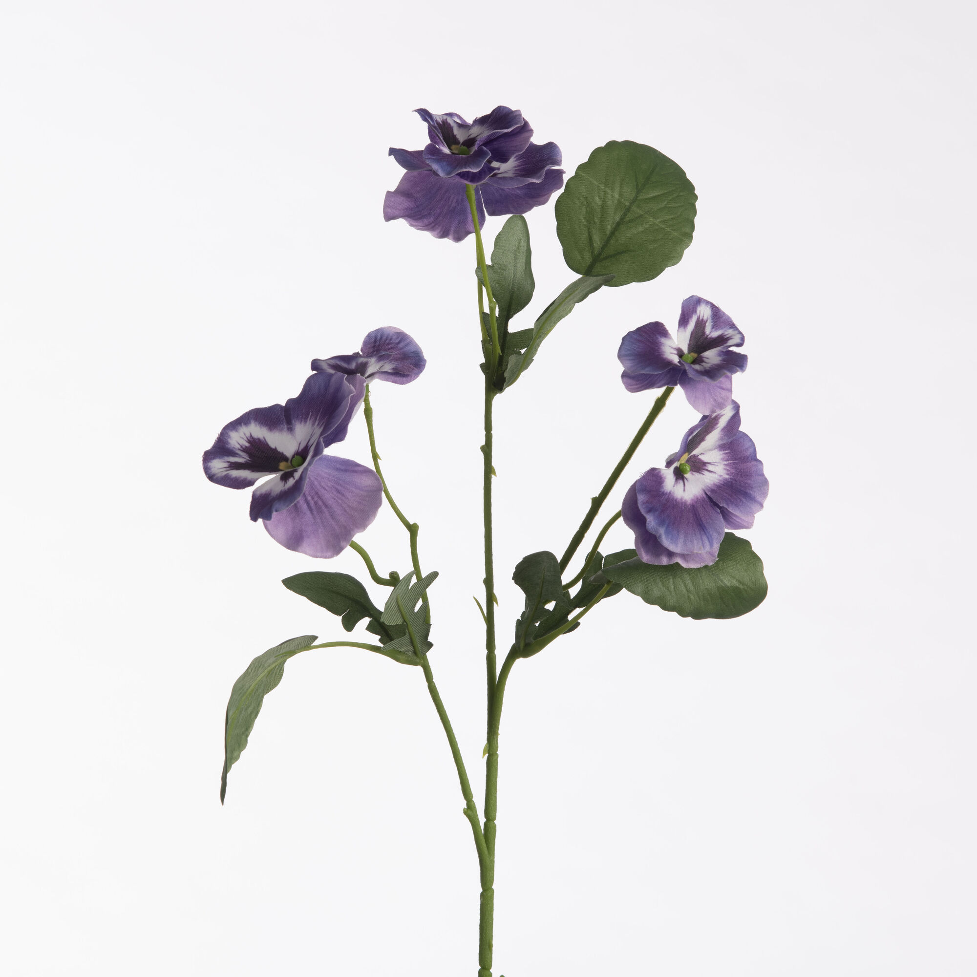 Viola - Purple