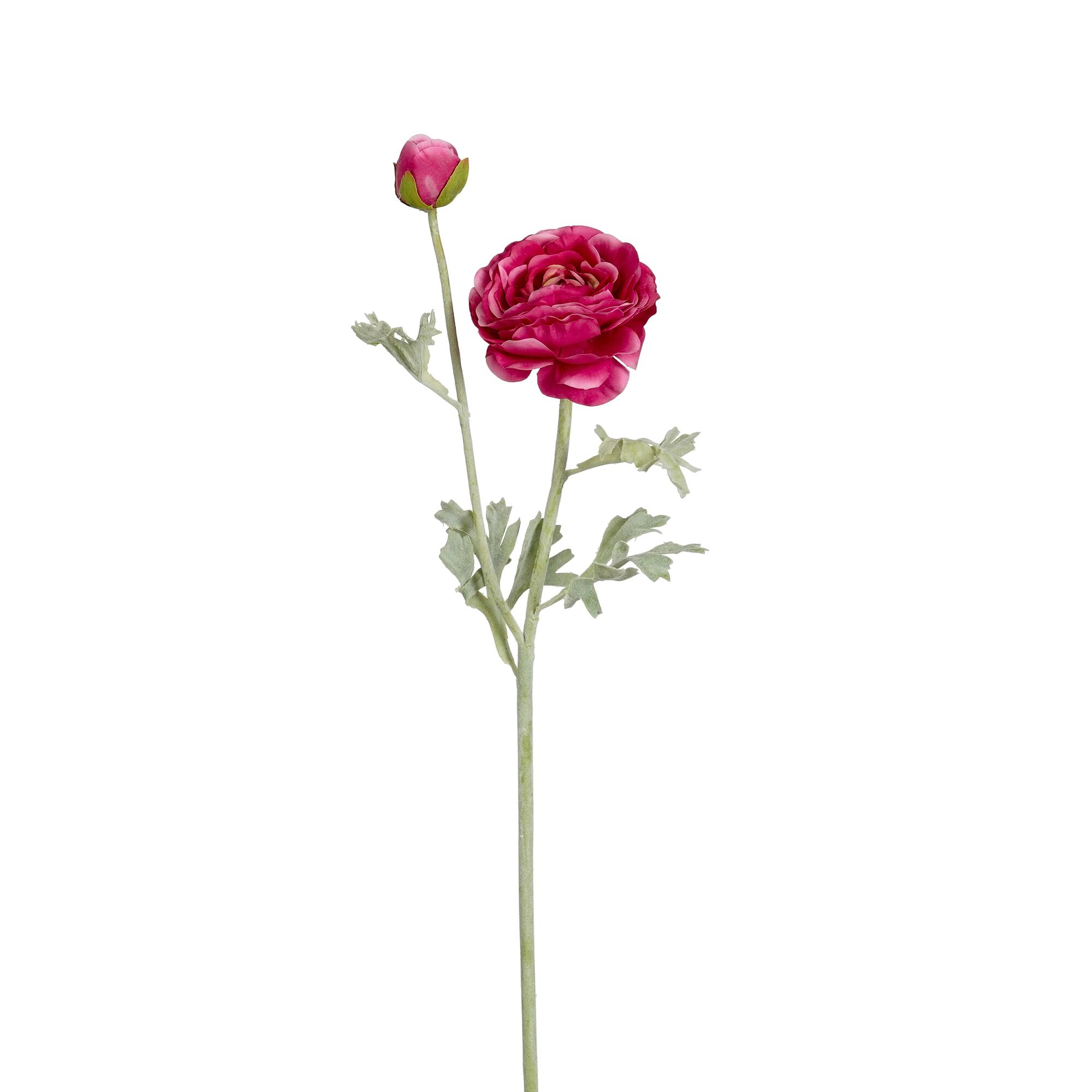 Ranunculus fuchsia