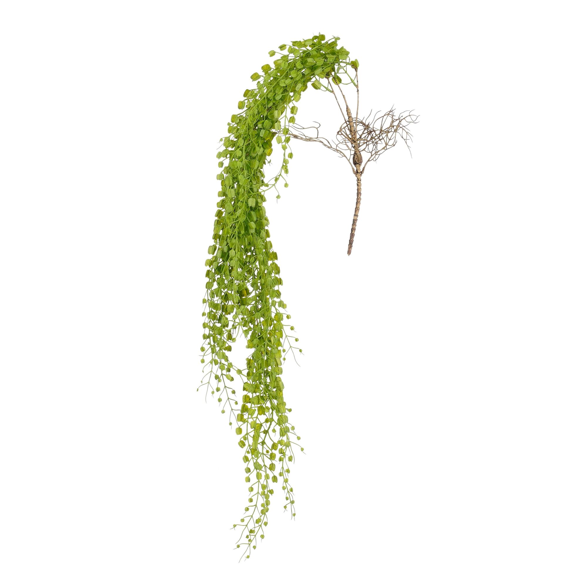 Adiantum hangend groen