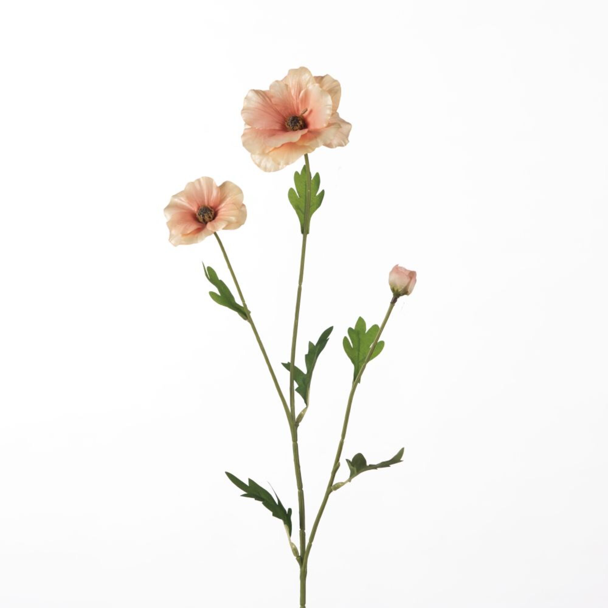Ranunculus Butterfly - Peach