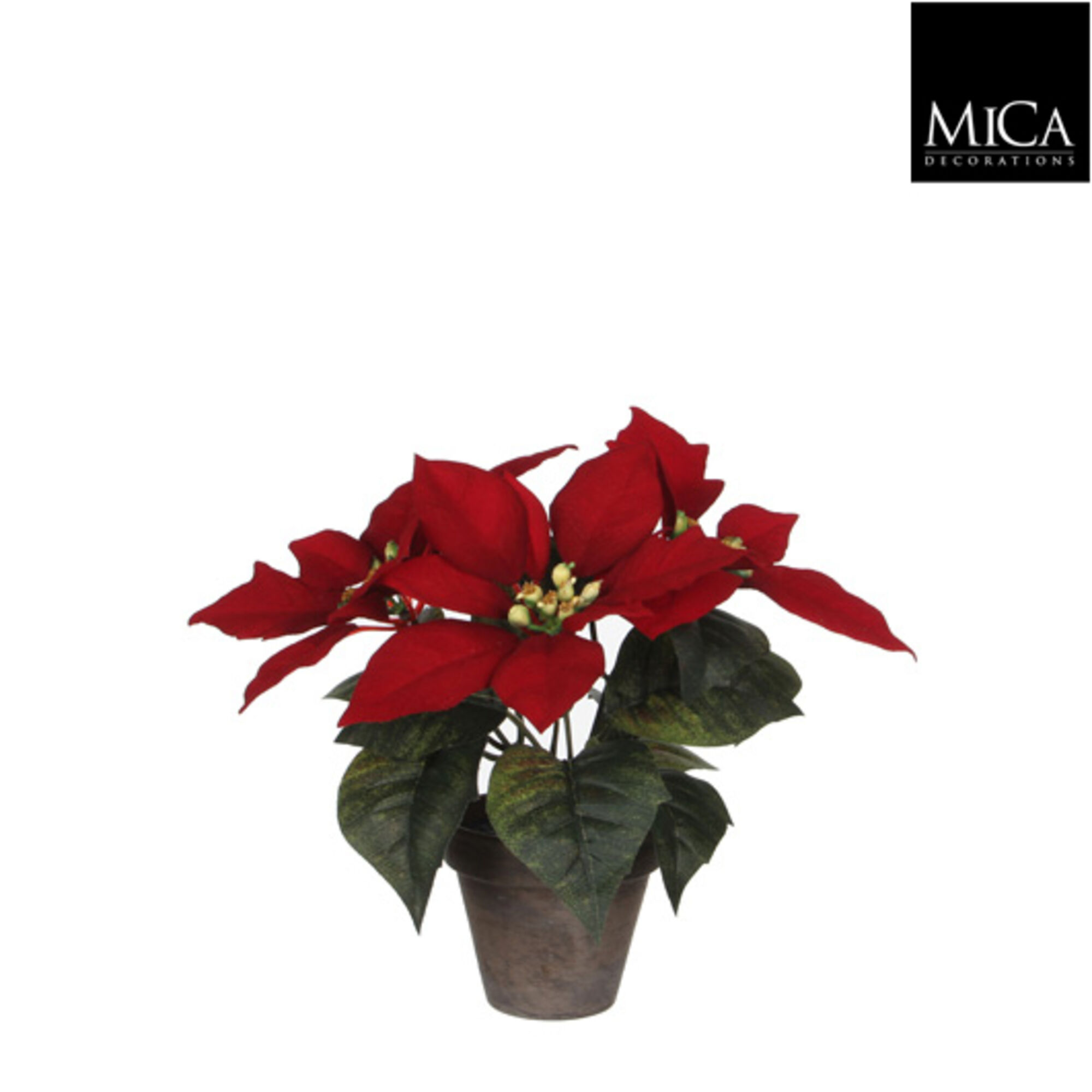 Poinsettia rood in pot Stan grijs d9cm
