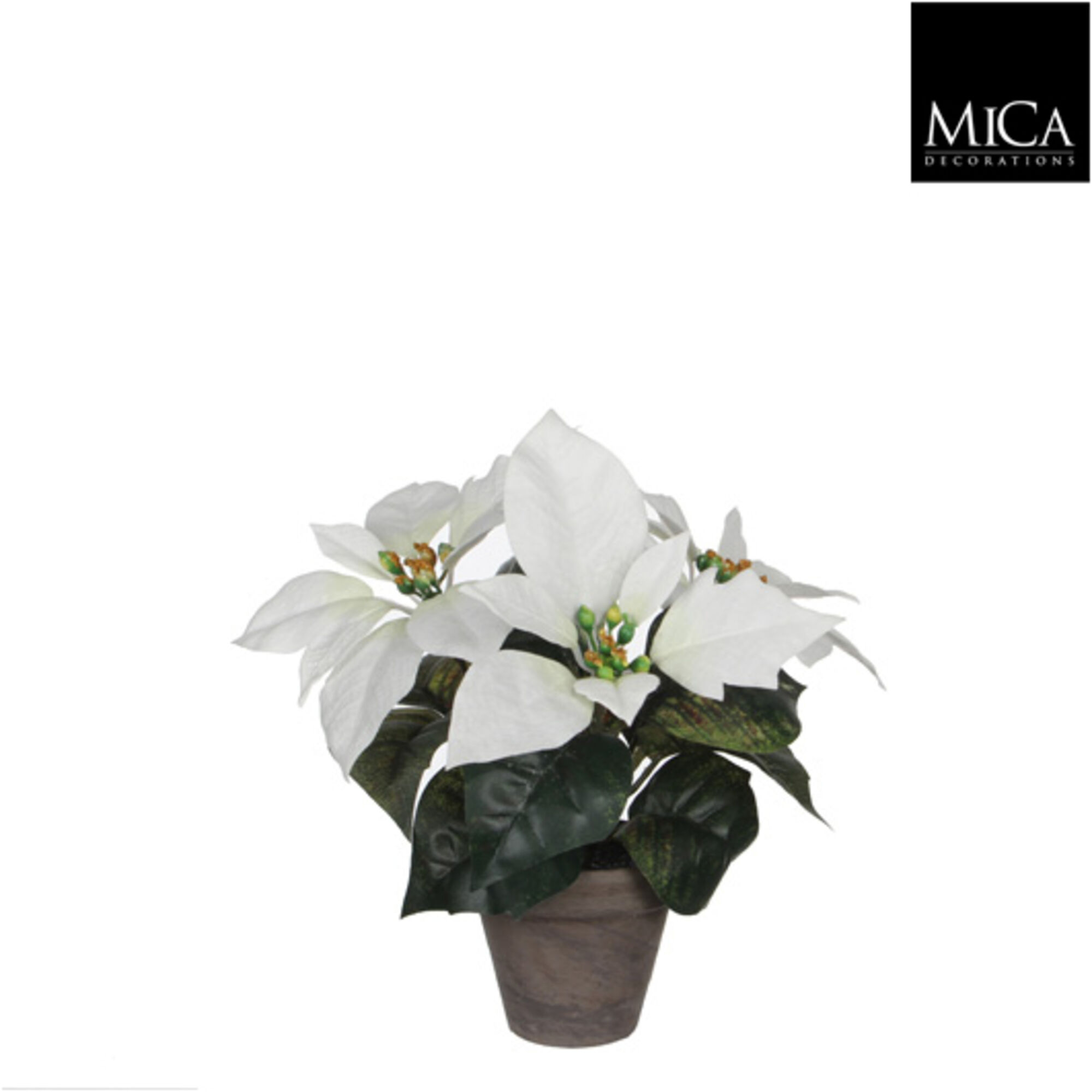 Poinsettia wit in pot Stan grijs d9cm