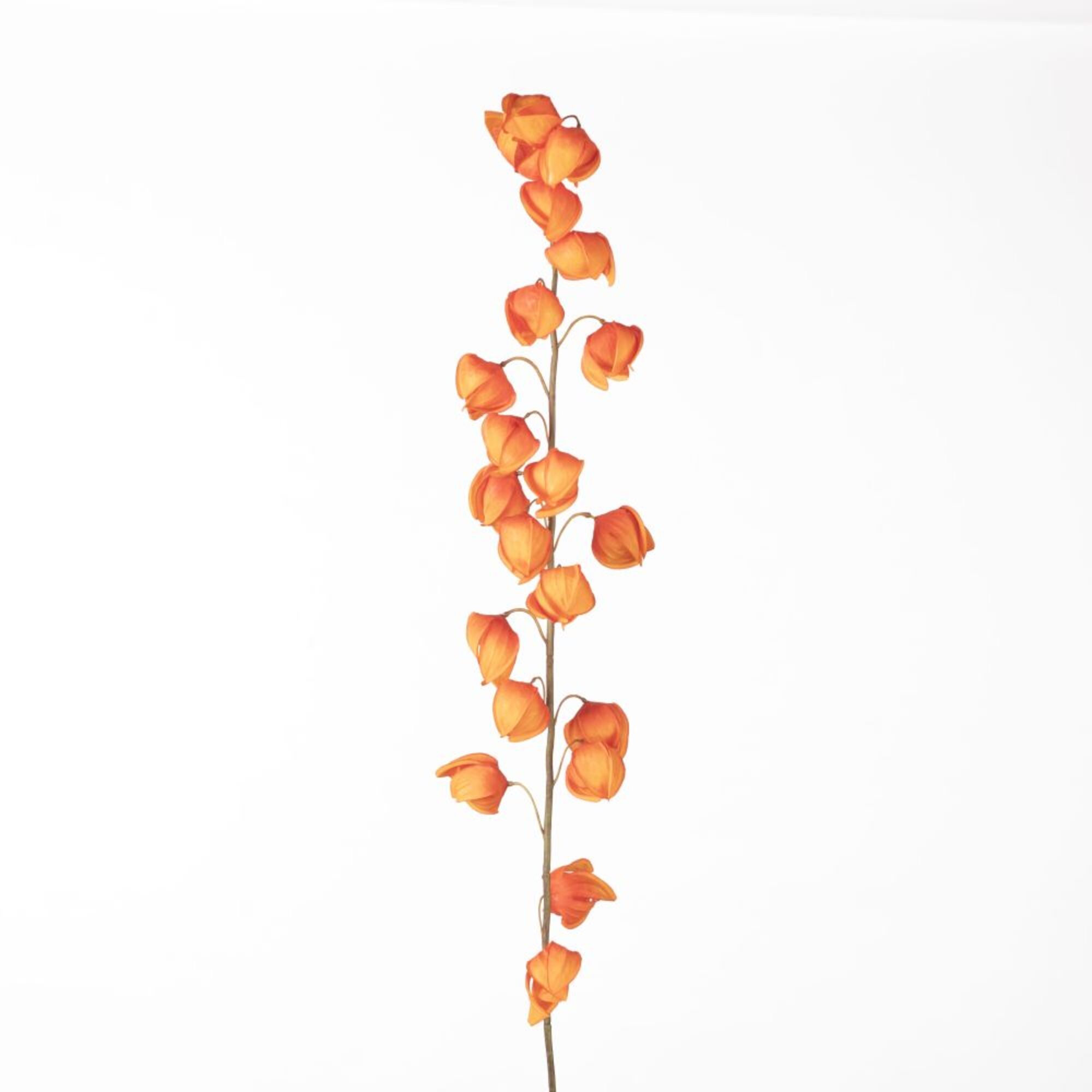 Physalis Spray orange