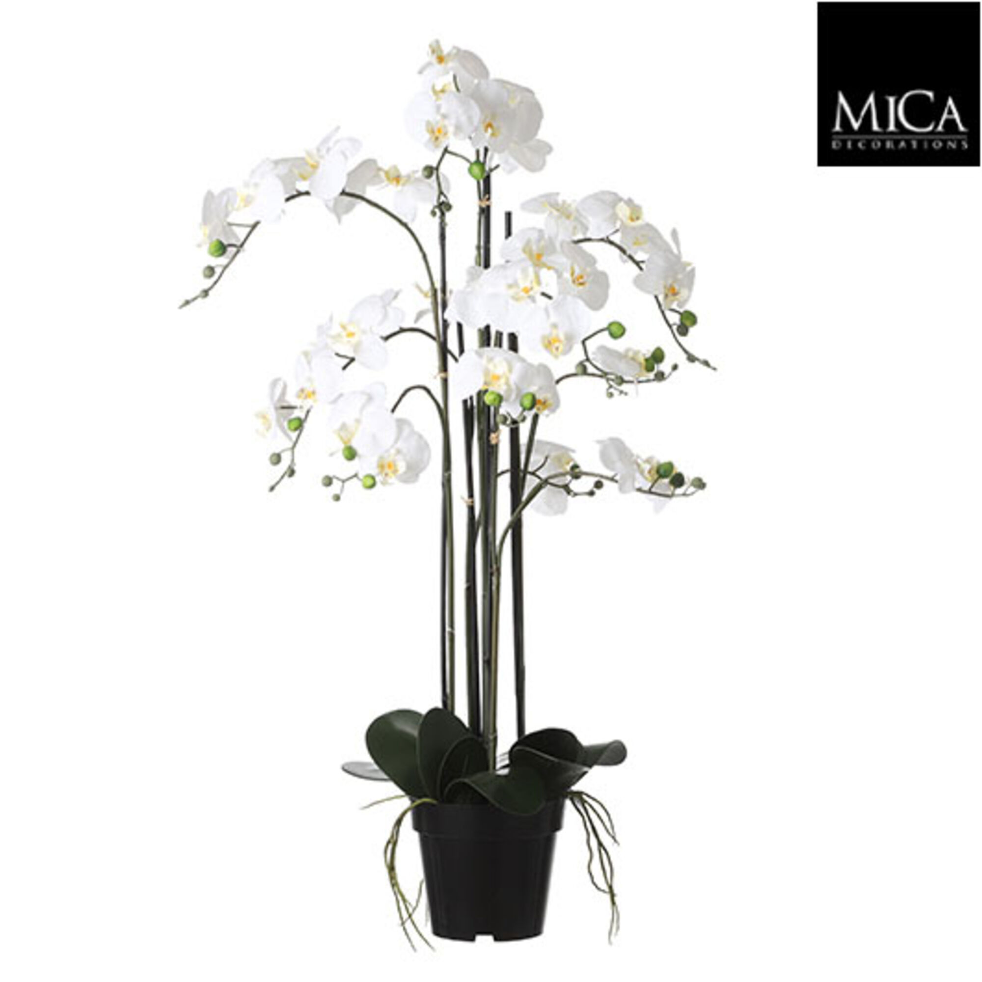 Phalaenopsis in pot creme