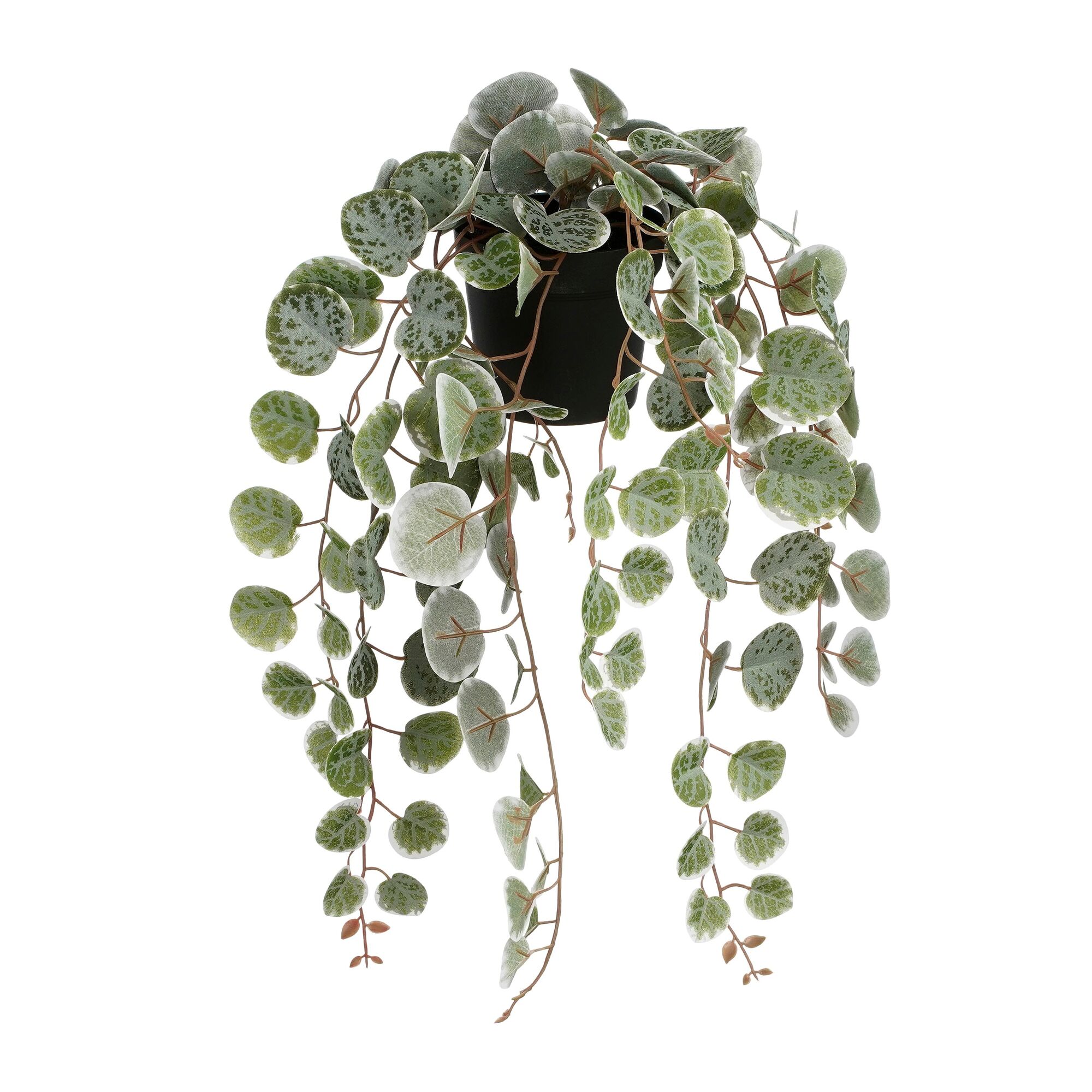 Ceropegia woodii hangend in pot groen bont