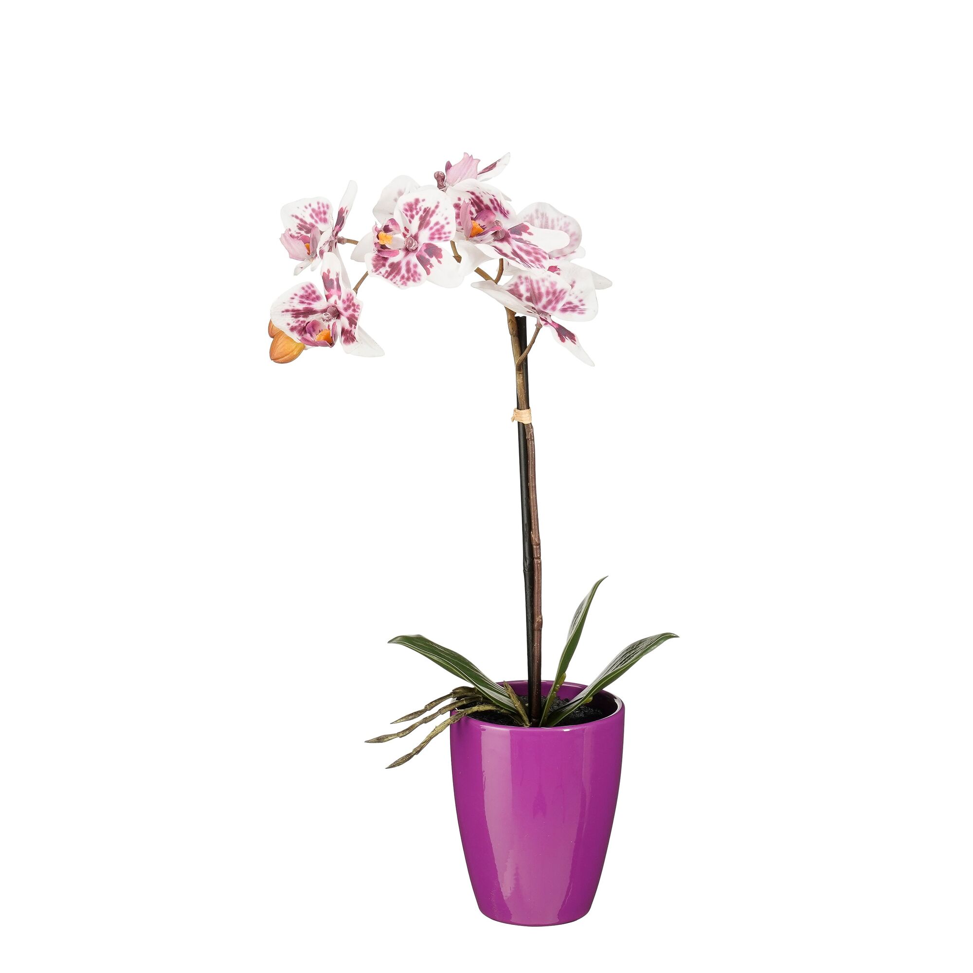 Phalaenopsis l.paars in pot Tusca paars d10cm