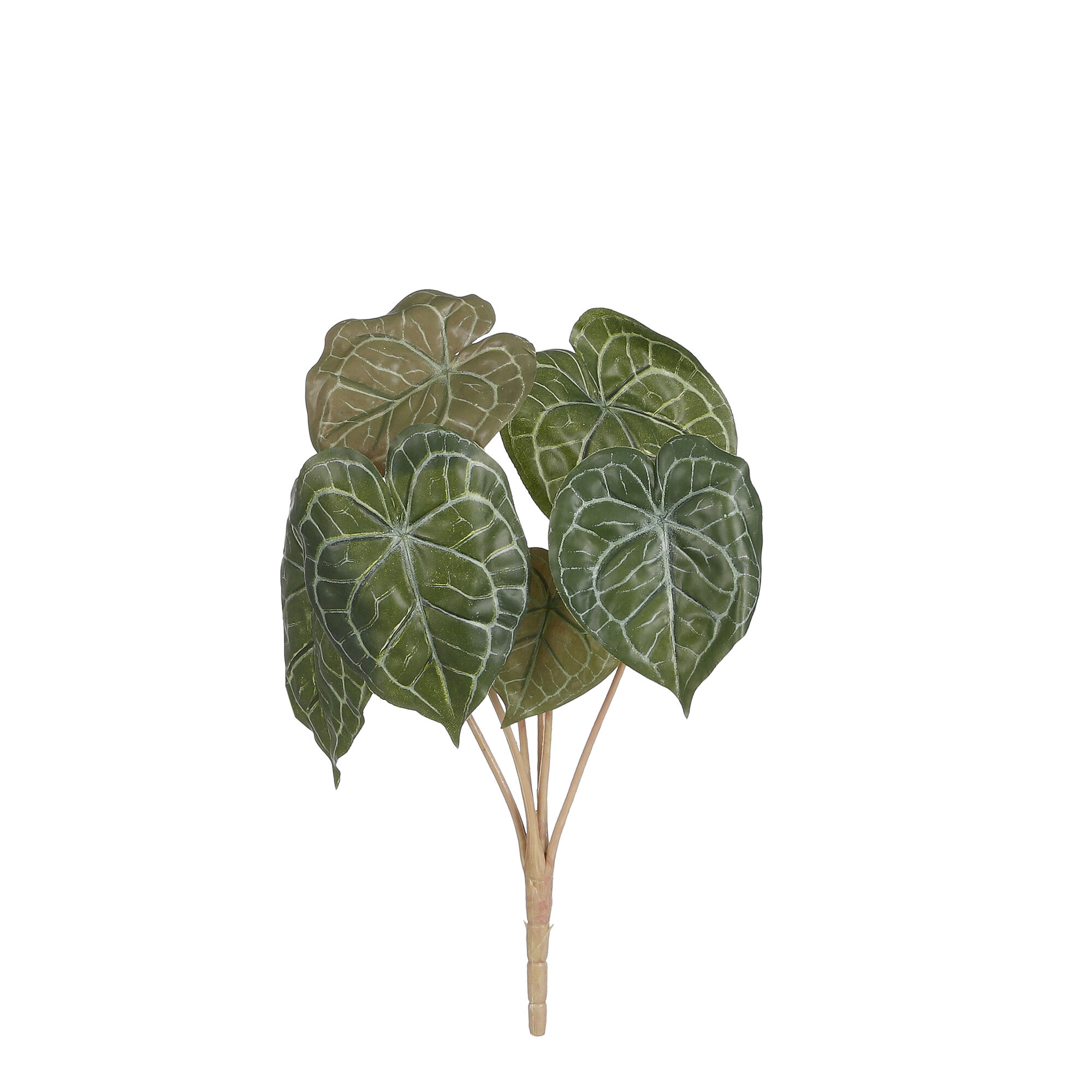 Peperomia groen