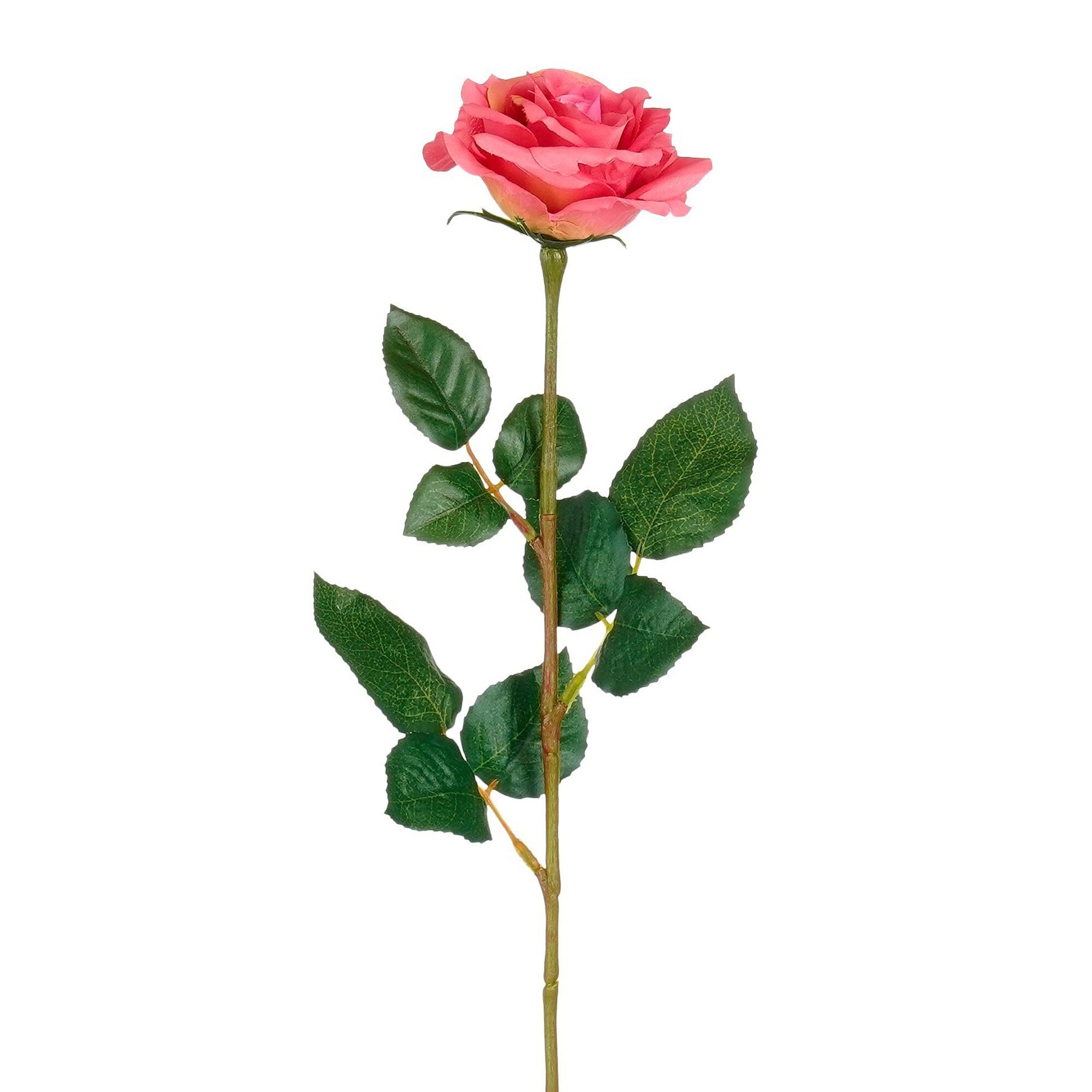 Roos fuchsia