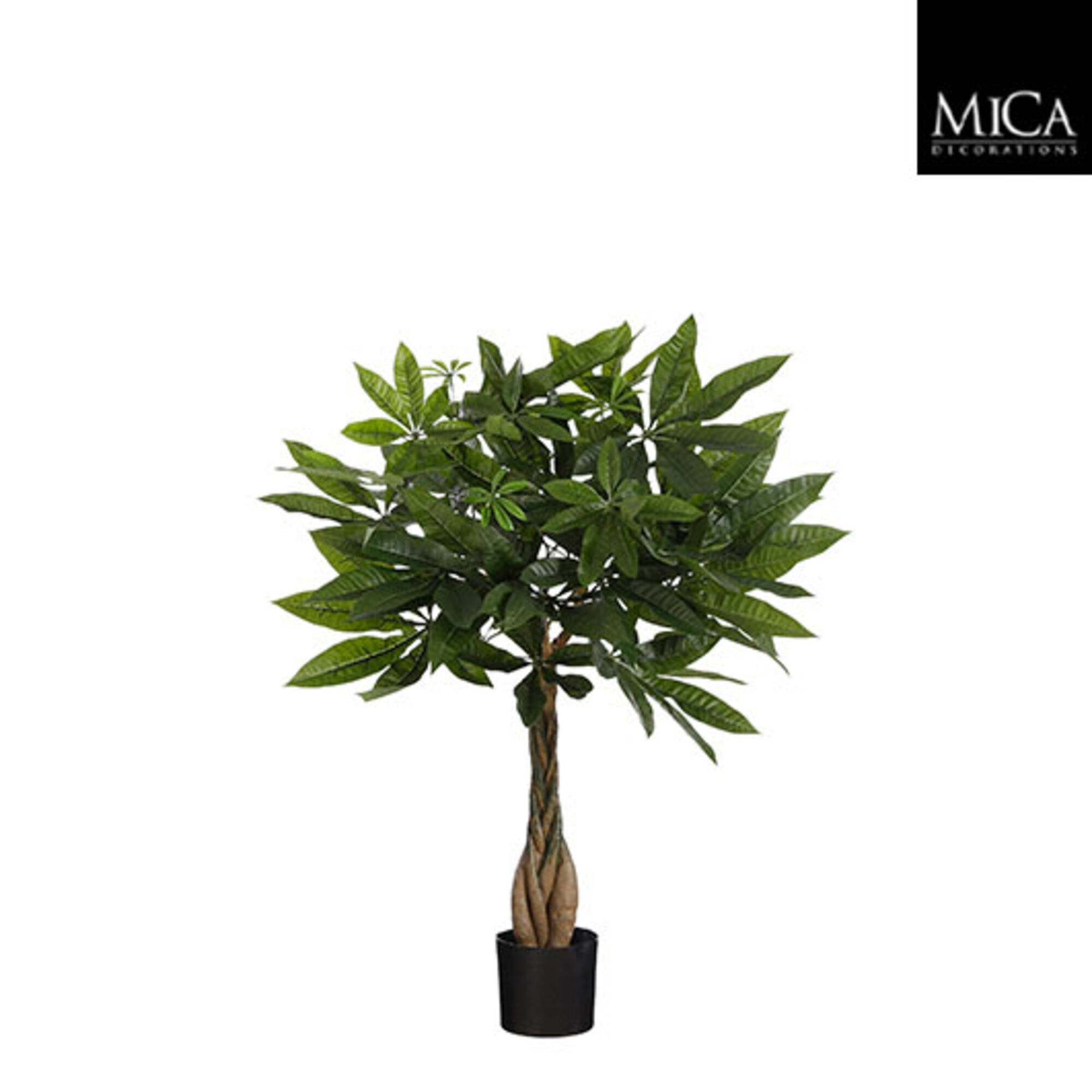 Pachira in pot groen