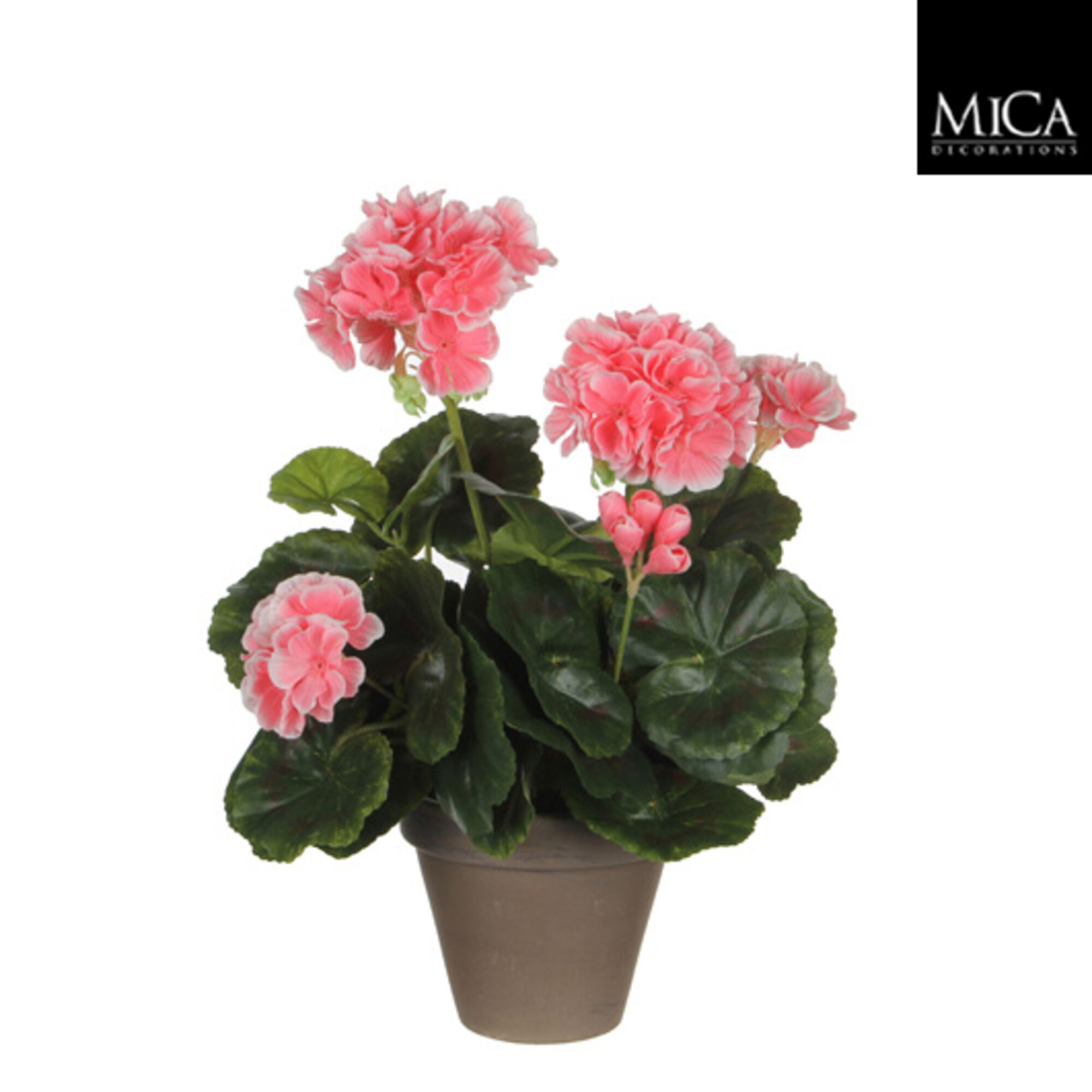 Geranium perzik in pot Stan grijs d11,5cm