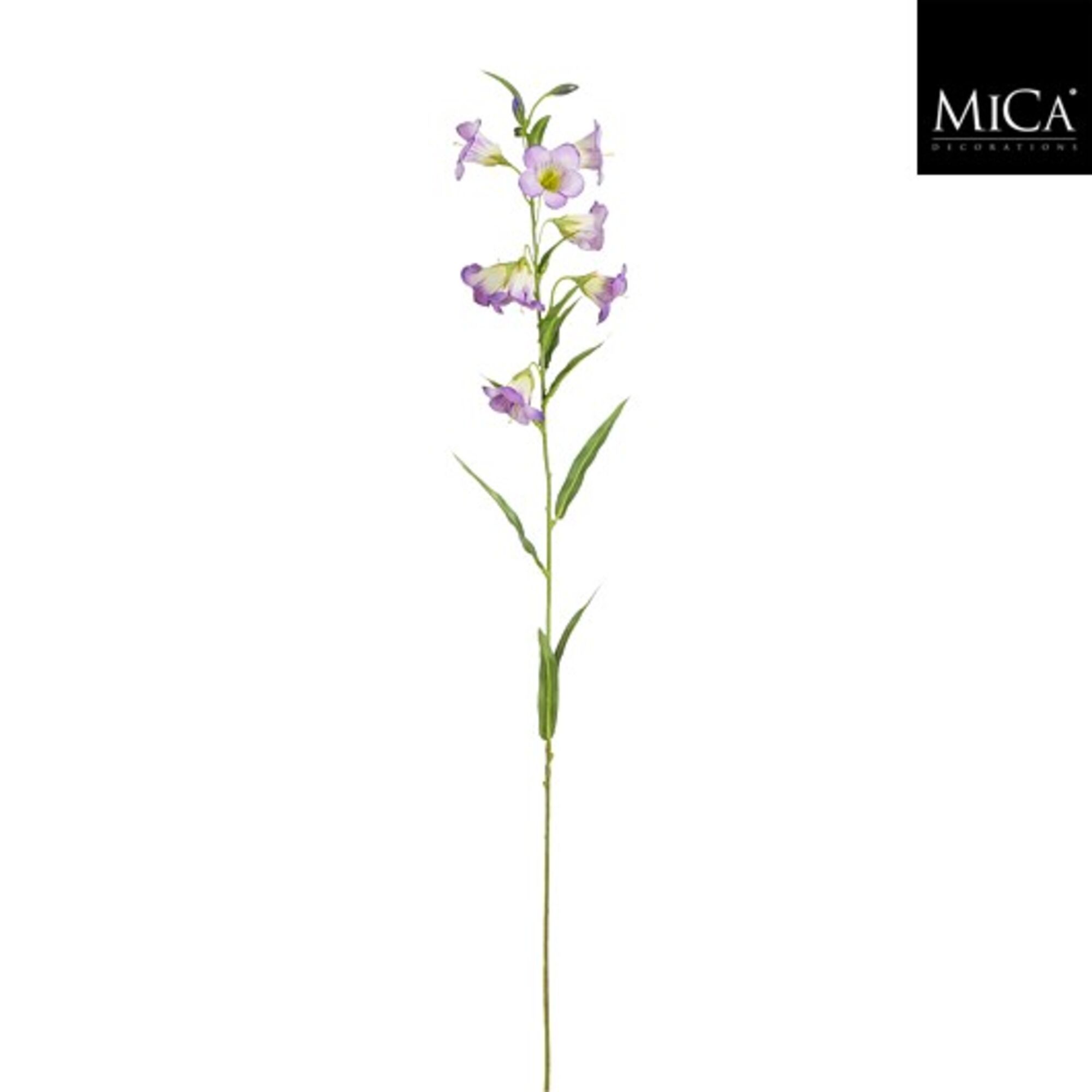 Campanula paars