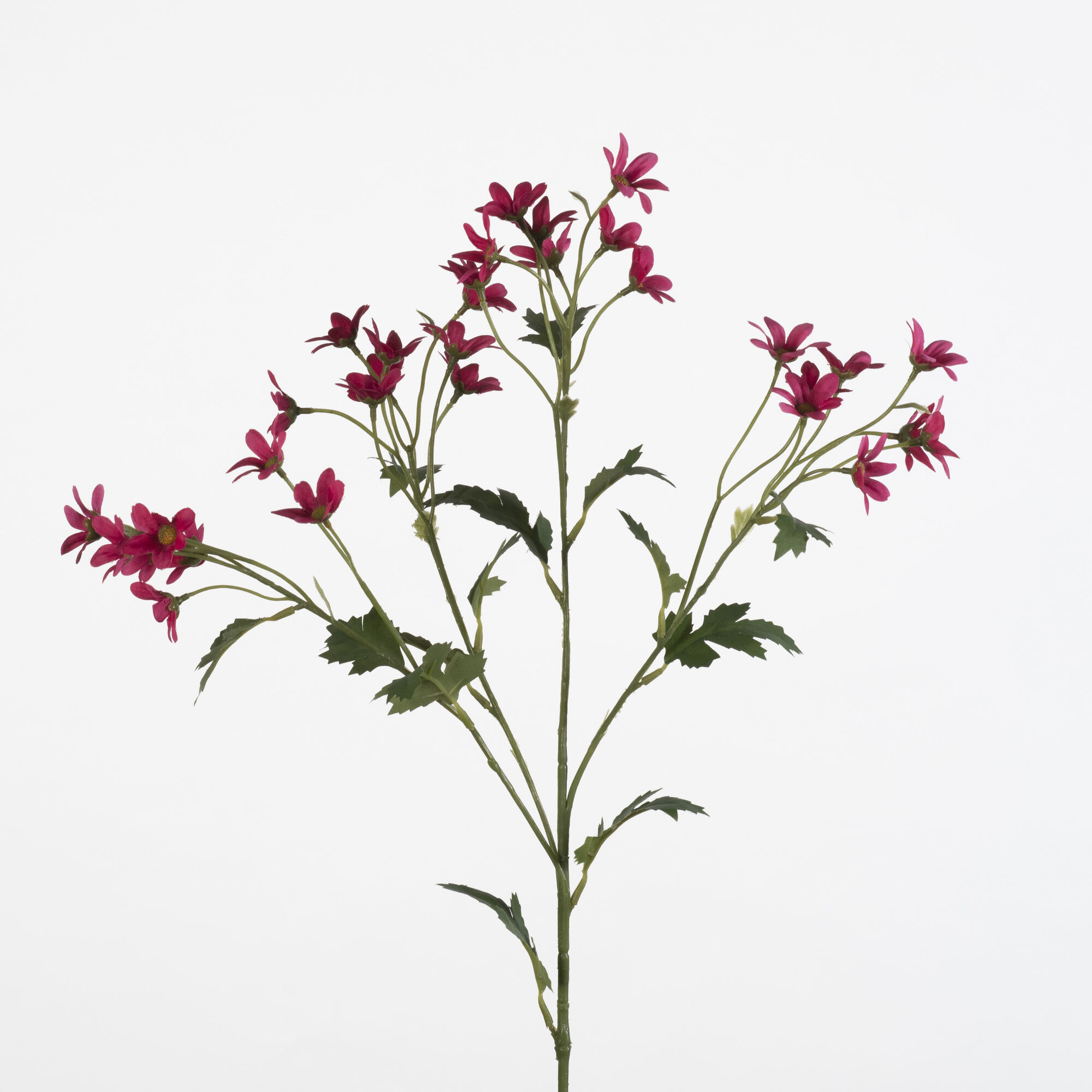 Matricaria spray - fuchsia